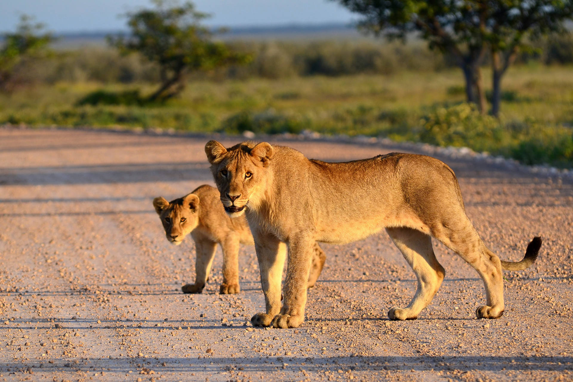 Lion Cub Behind Mom