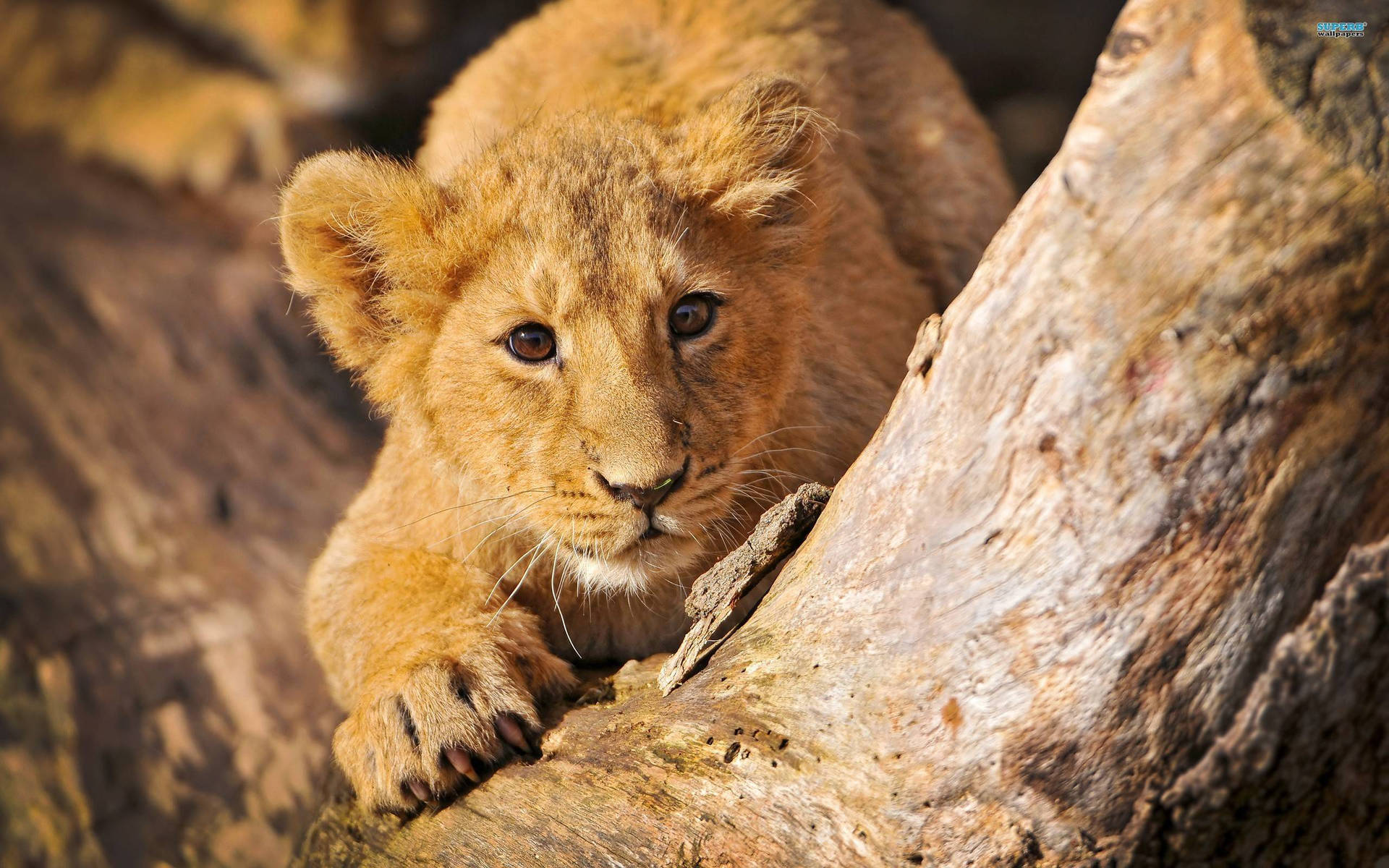 Lion Cub Behind Tree Trunk