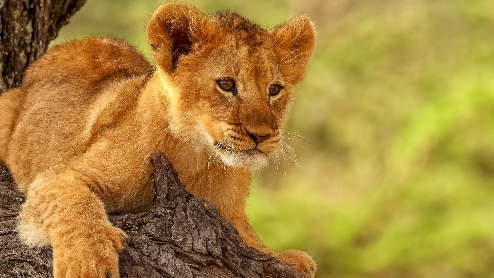 Lion Cub Conquering Tree