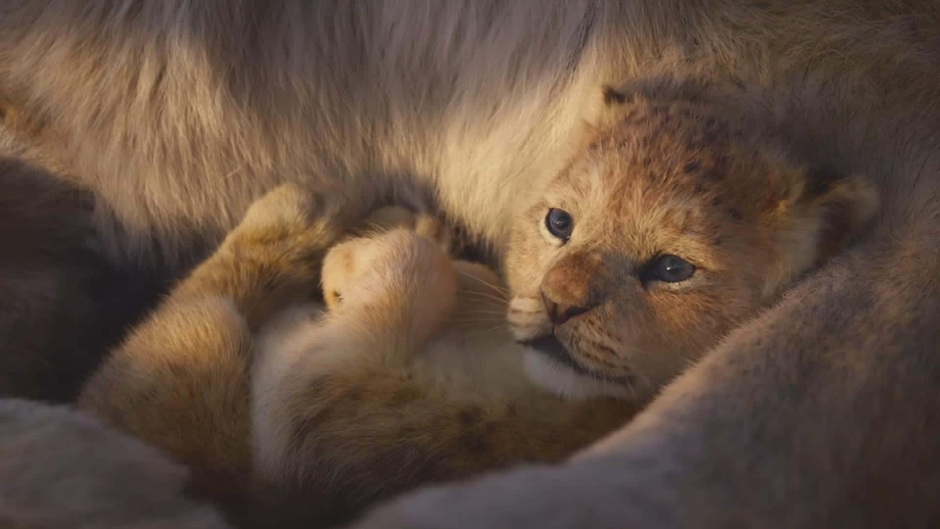 Lion Cub Cuddling With Parent.jpg Wallpaper