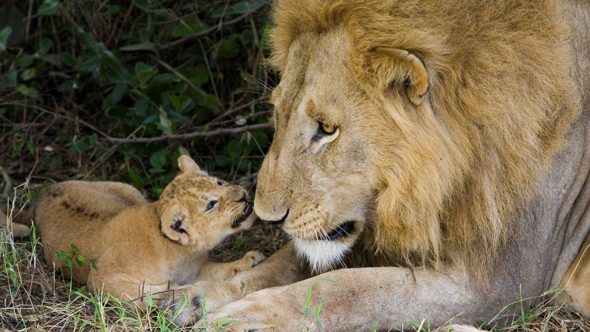 Lion Cub Hissing On Dad