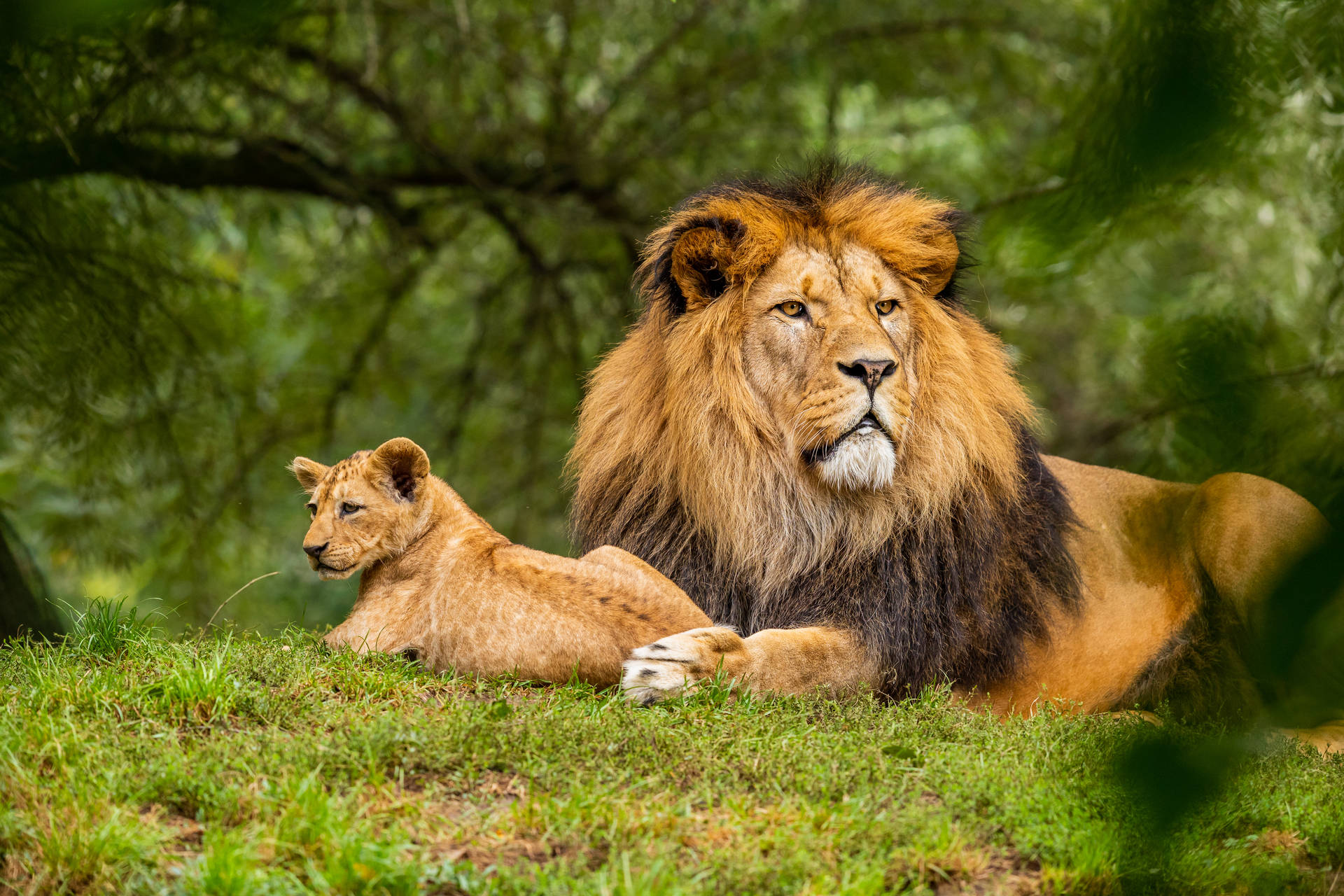 Lion Cub Lazing With Pride Male Wallpaper