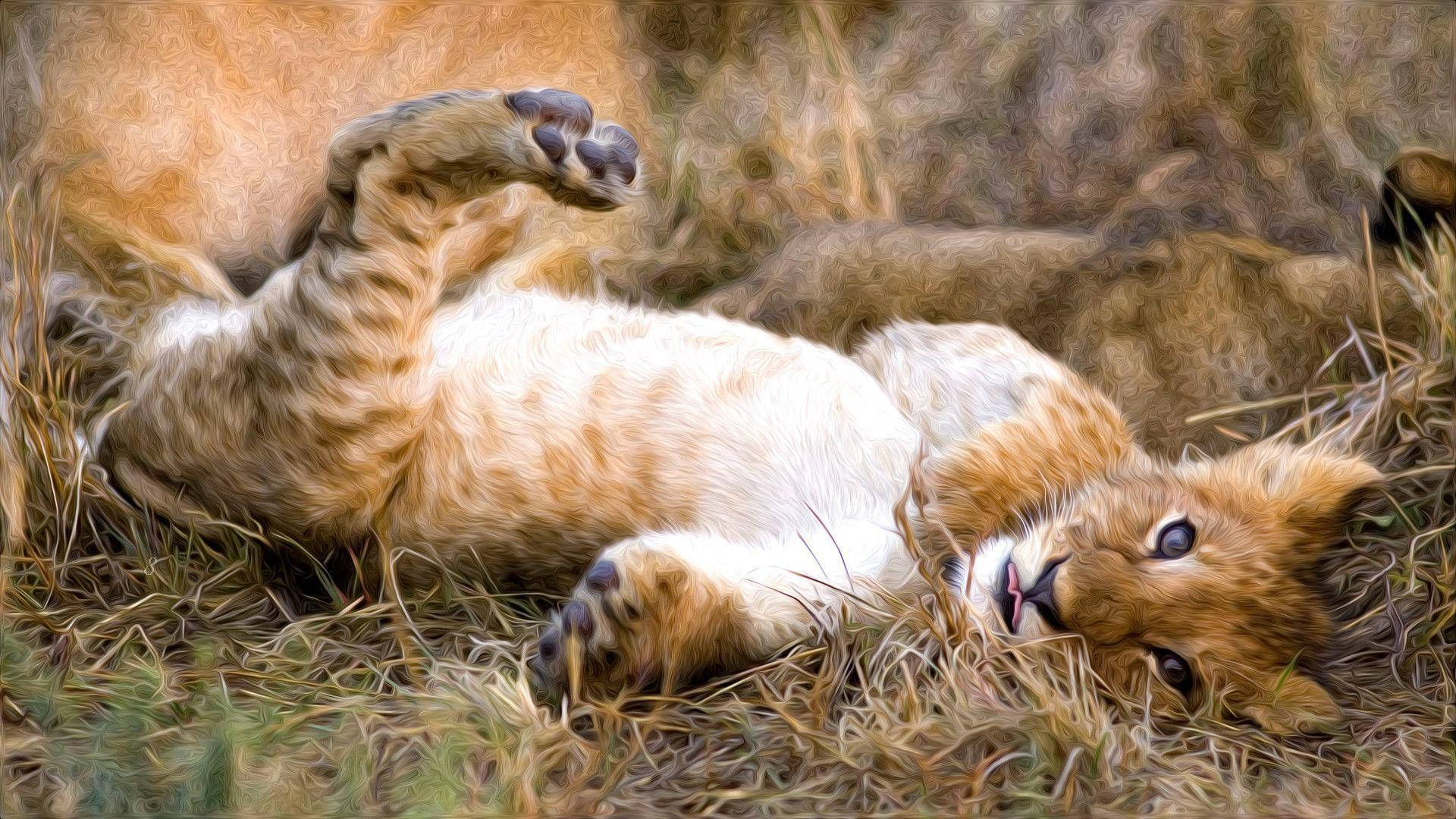 Lion Cub Lying On Back