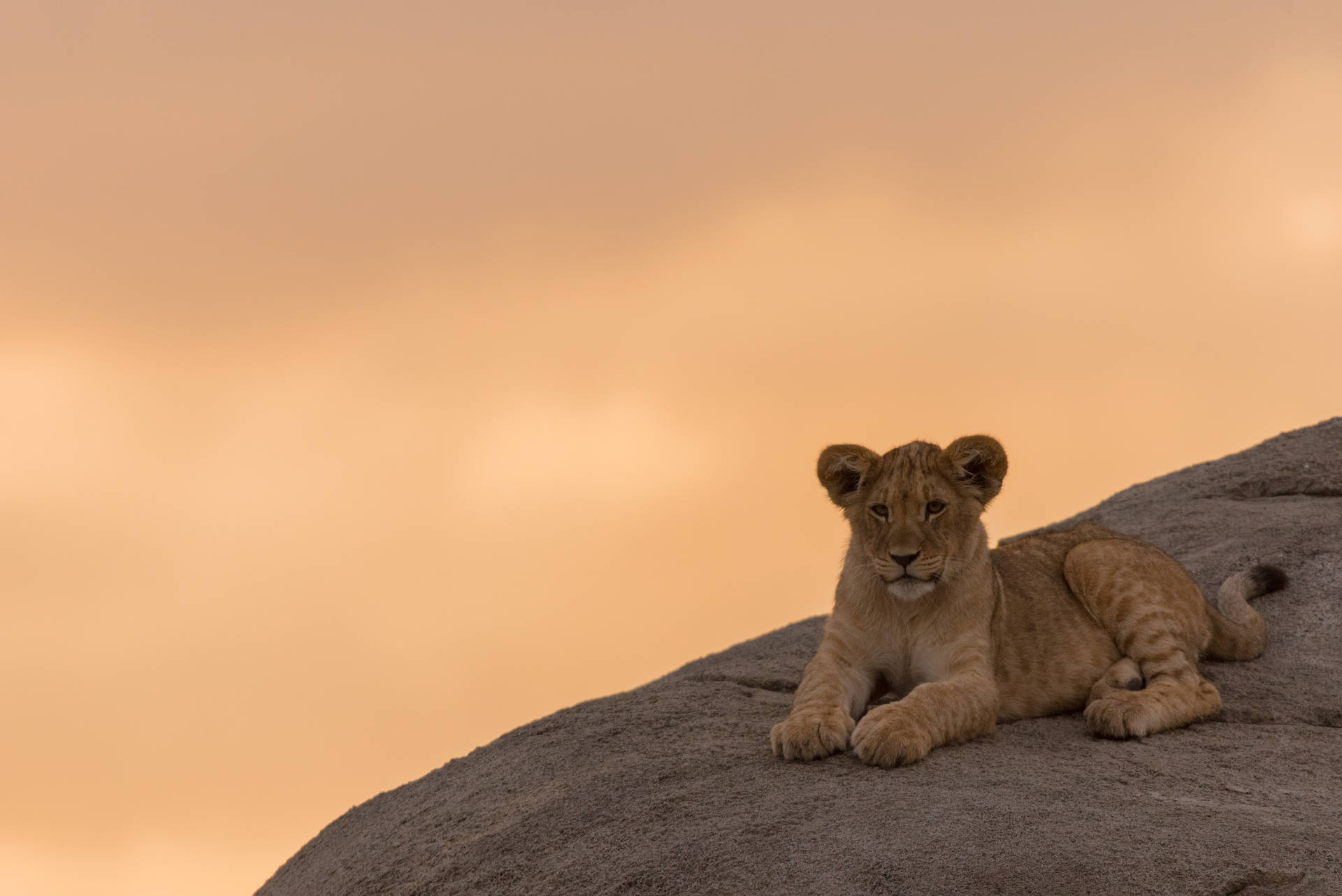 Lion Cub On Hill
