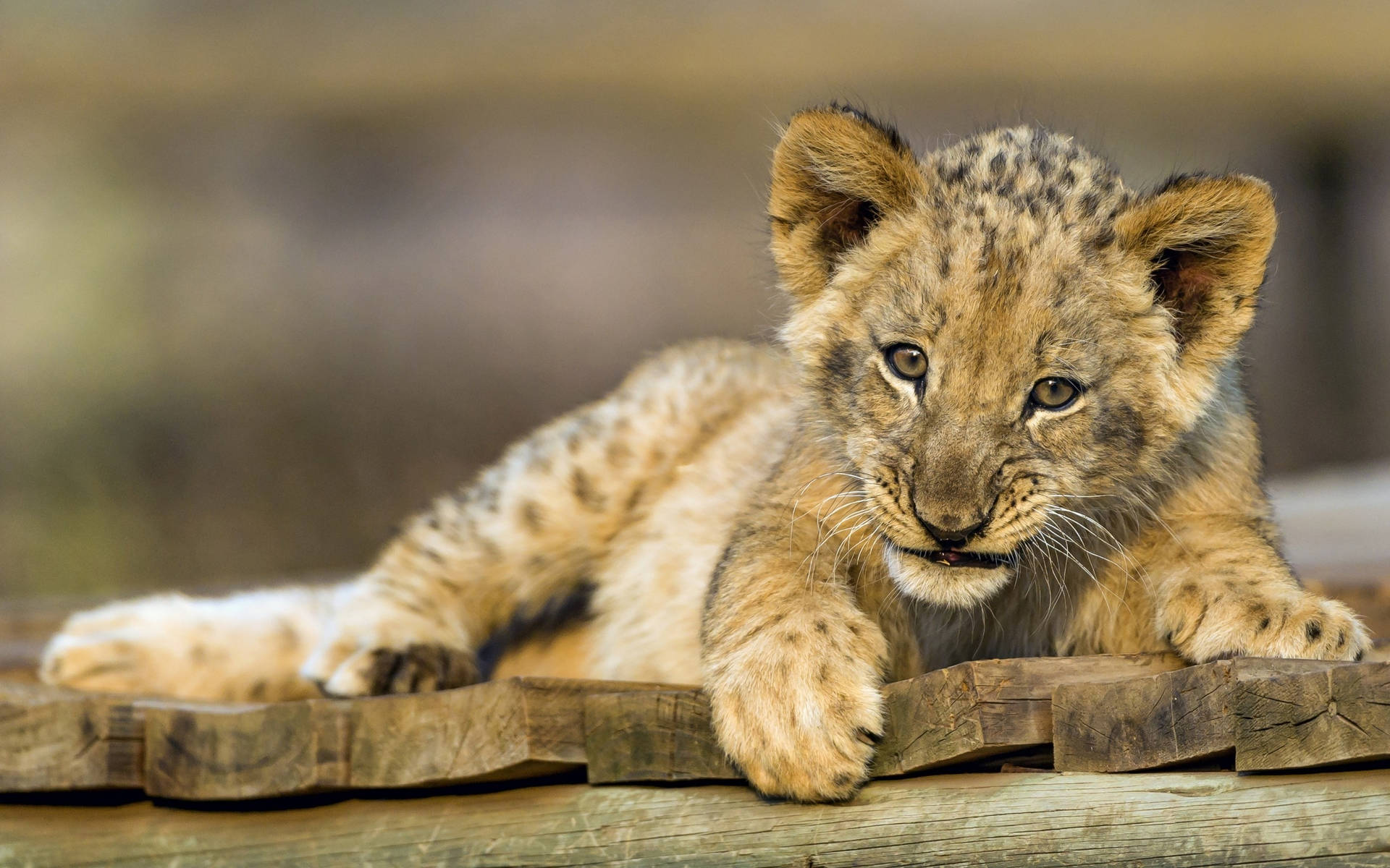 Lion Cub On Wooden Planks