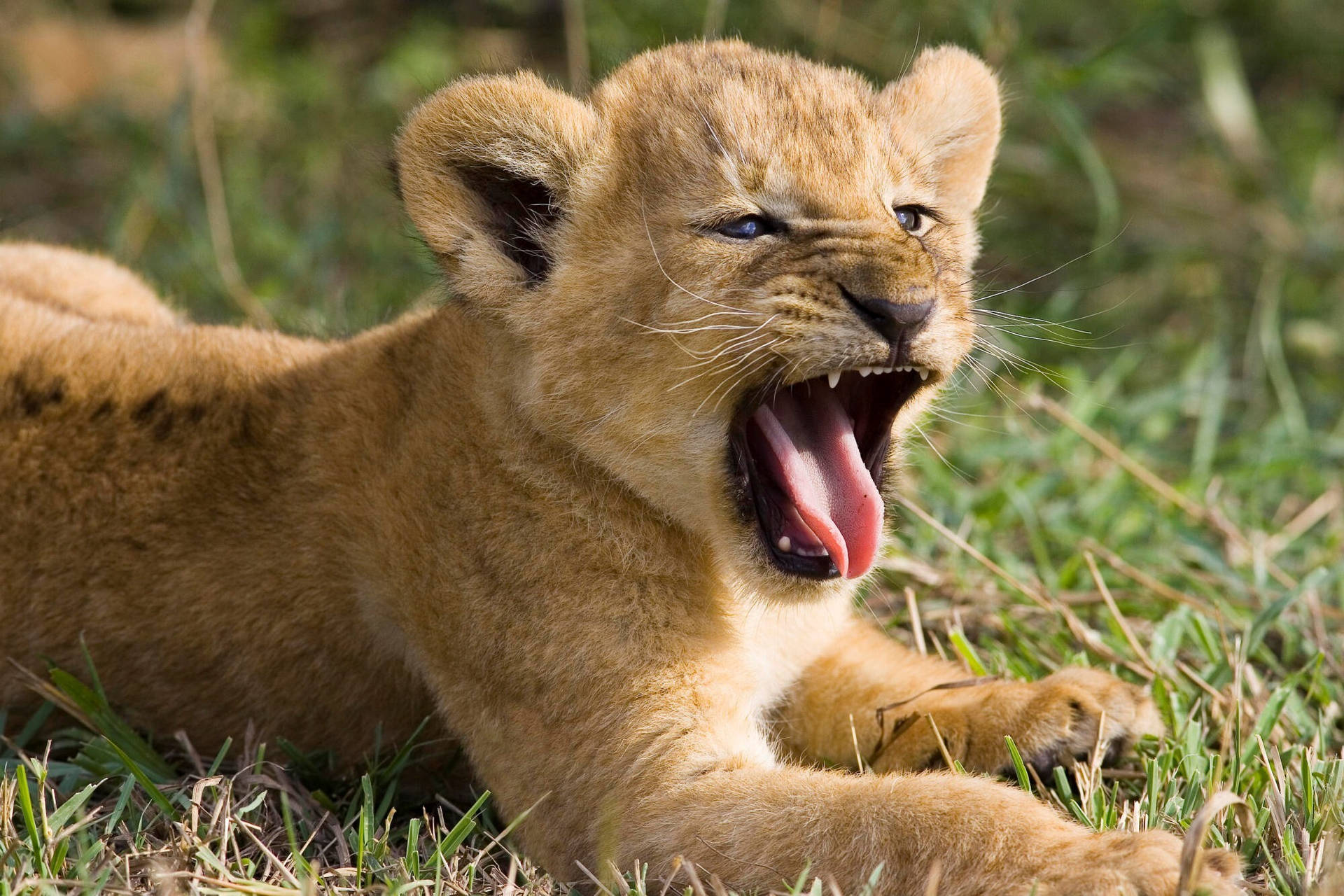Lion Cub Open Mouth