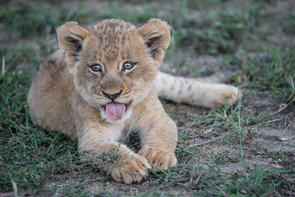 A Lion Cub Playfully Sparring