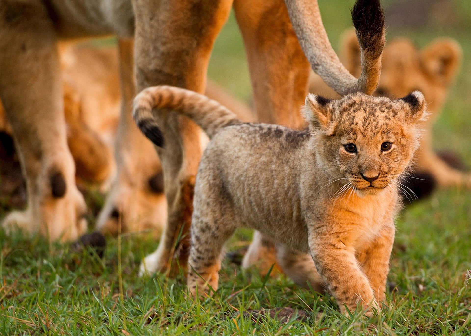Adorable Lion Cub Sitting in the Wild