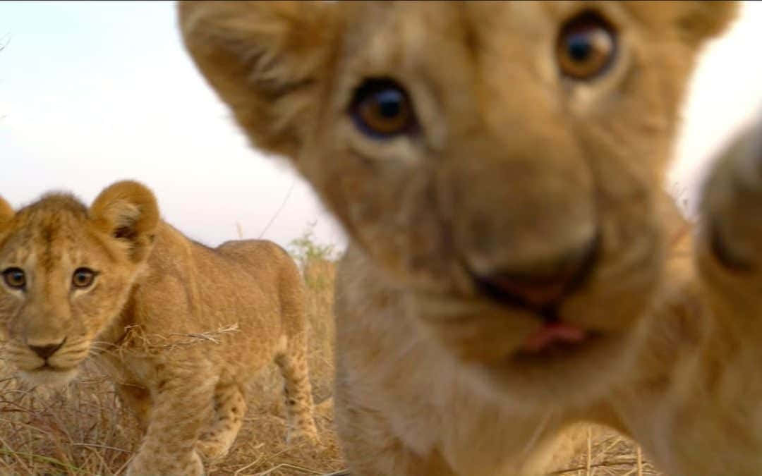 A Close Up of a Lion Cub