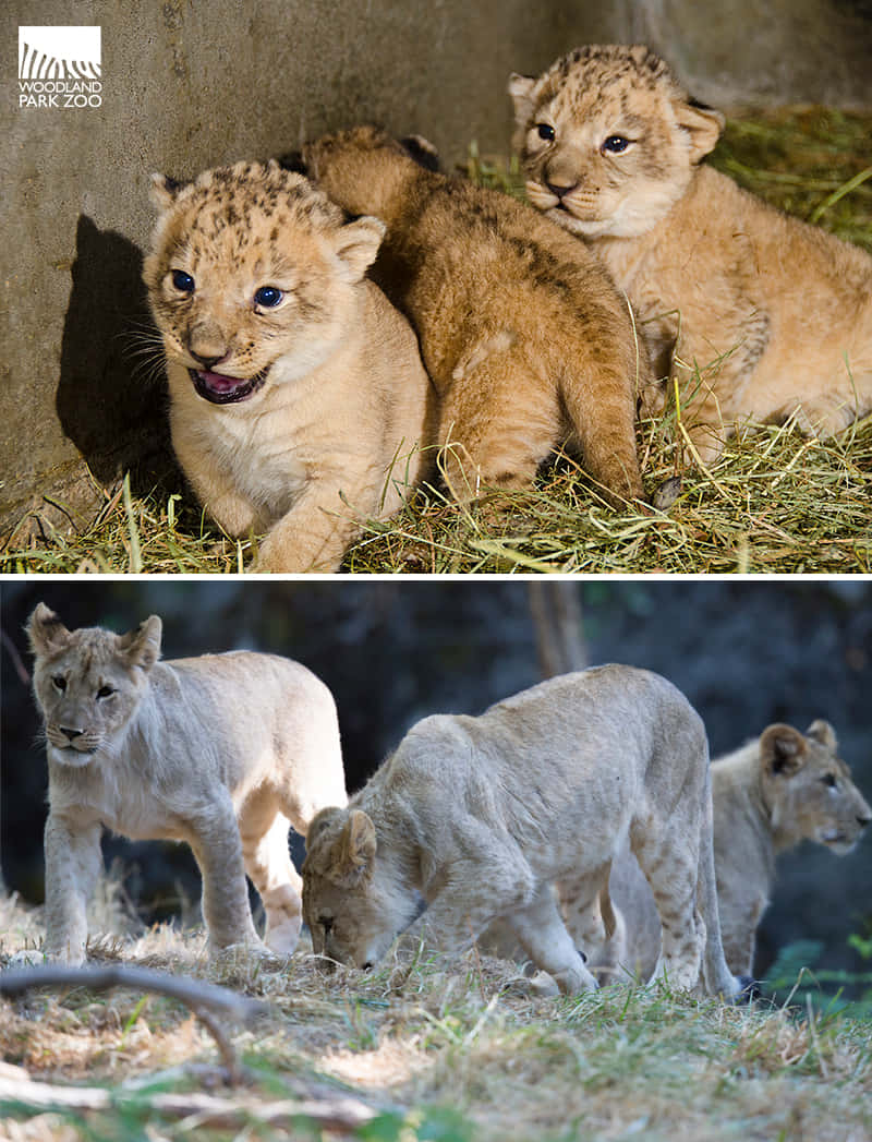 Lion Cubs Are Playing In The Grass
