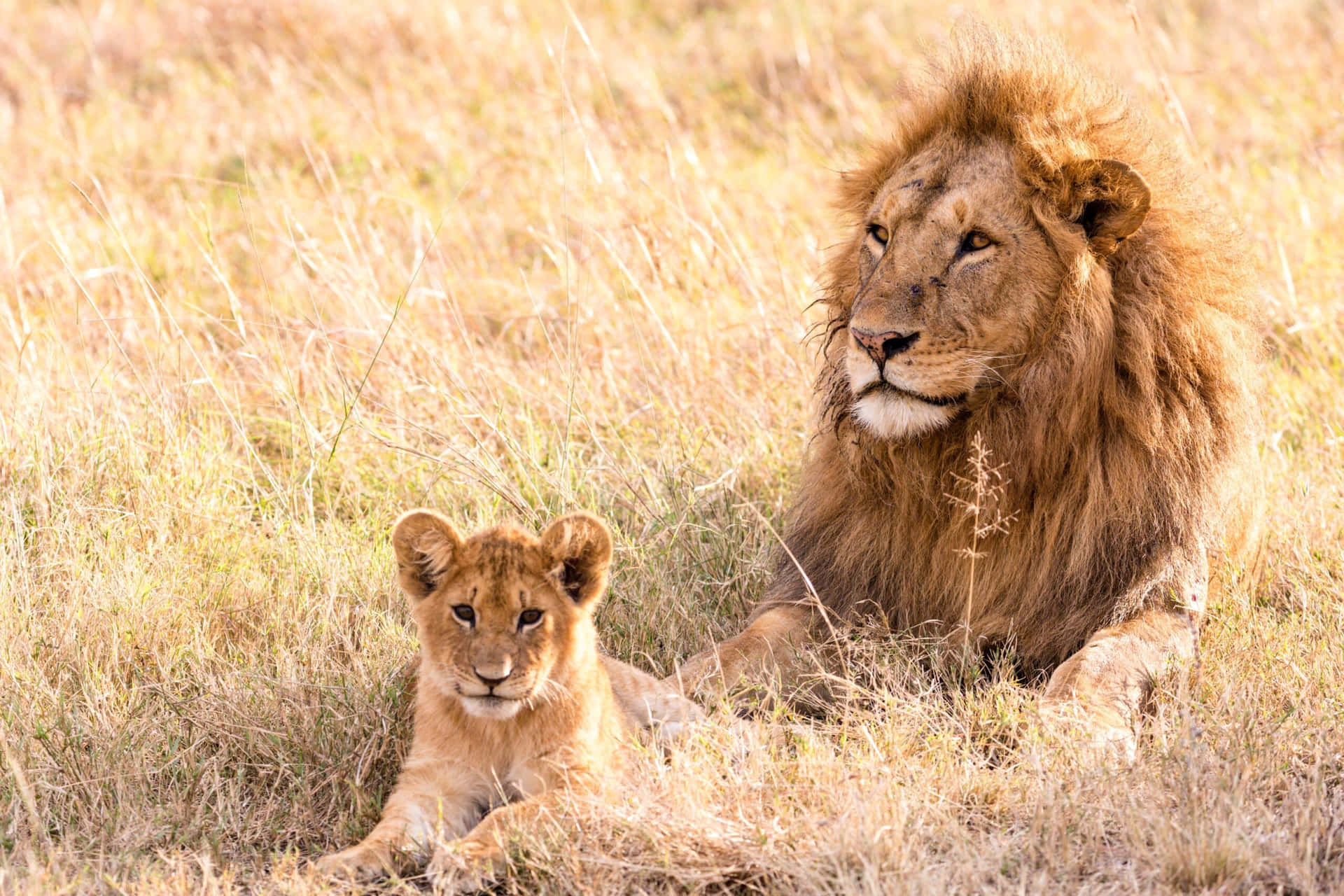 A Lion And A Cub Are Sitting In The Grass