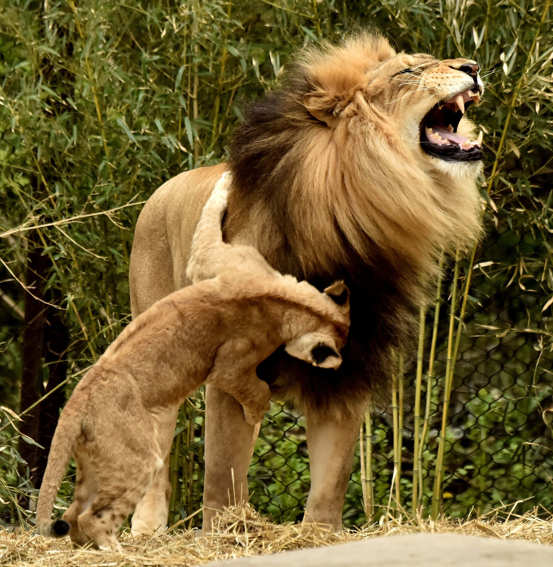 A close-up of a lion cub exploring its surroundings.