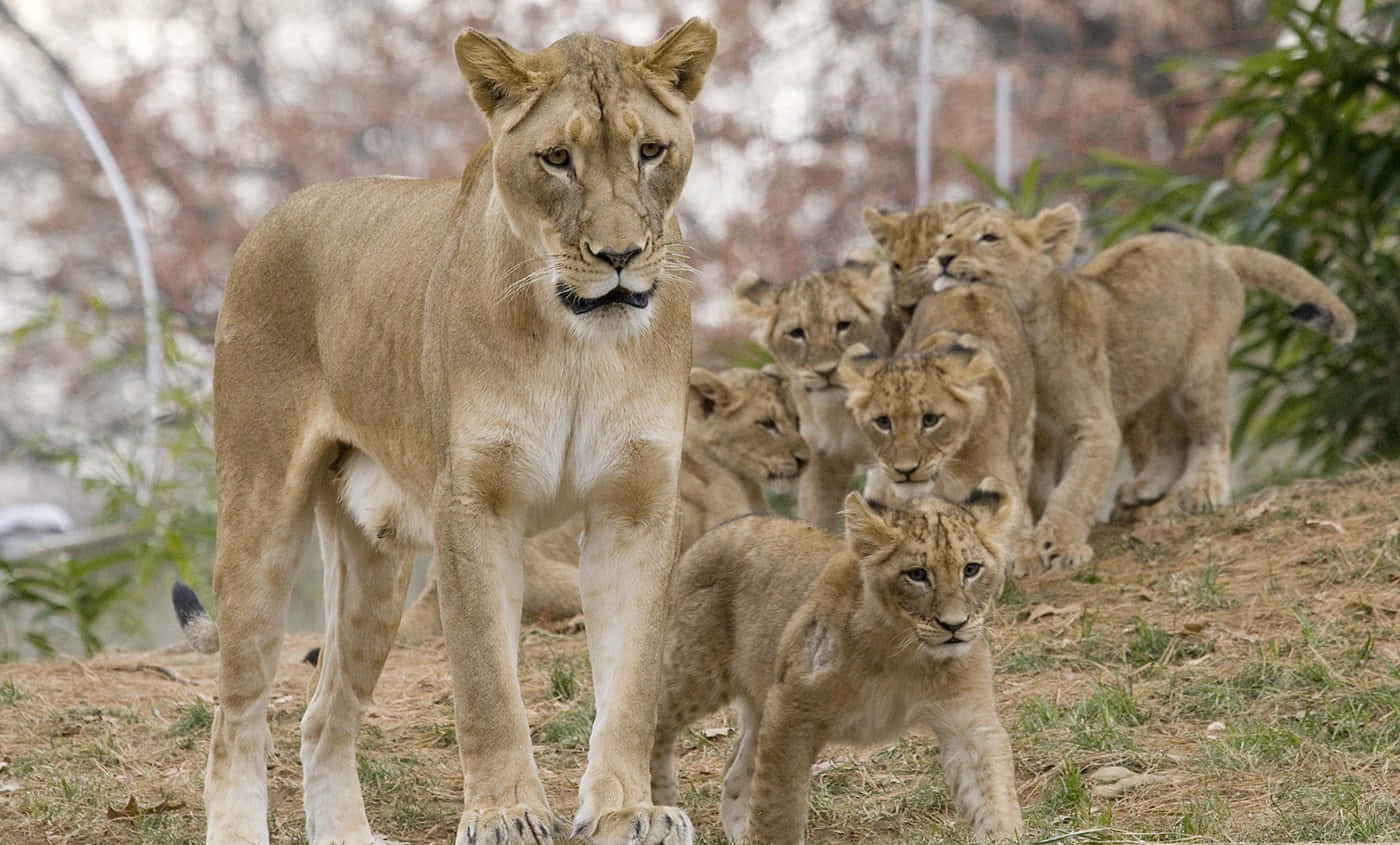A Young Lion Cub – Adorably Curious