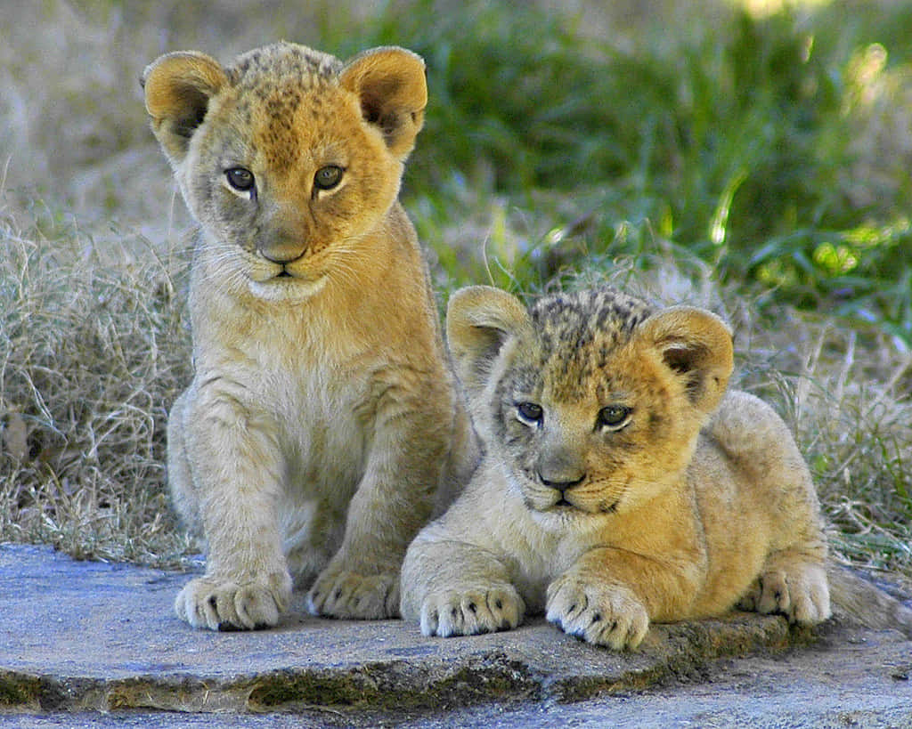 A lion cub stays close to its parent to stay safe.