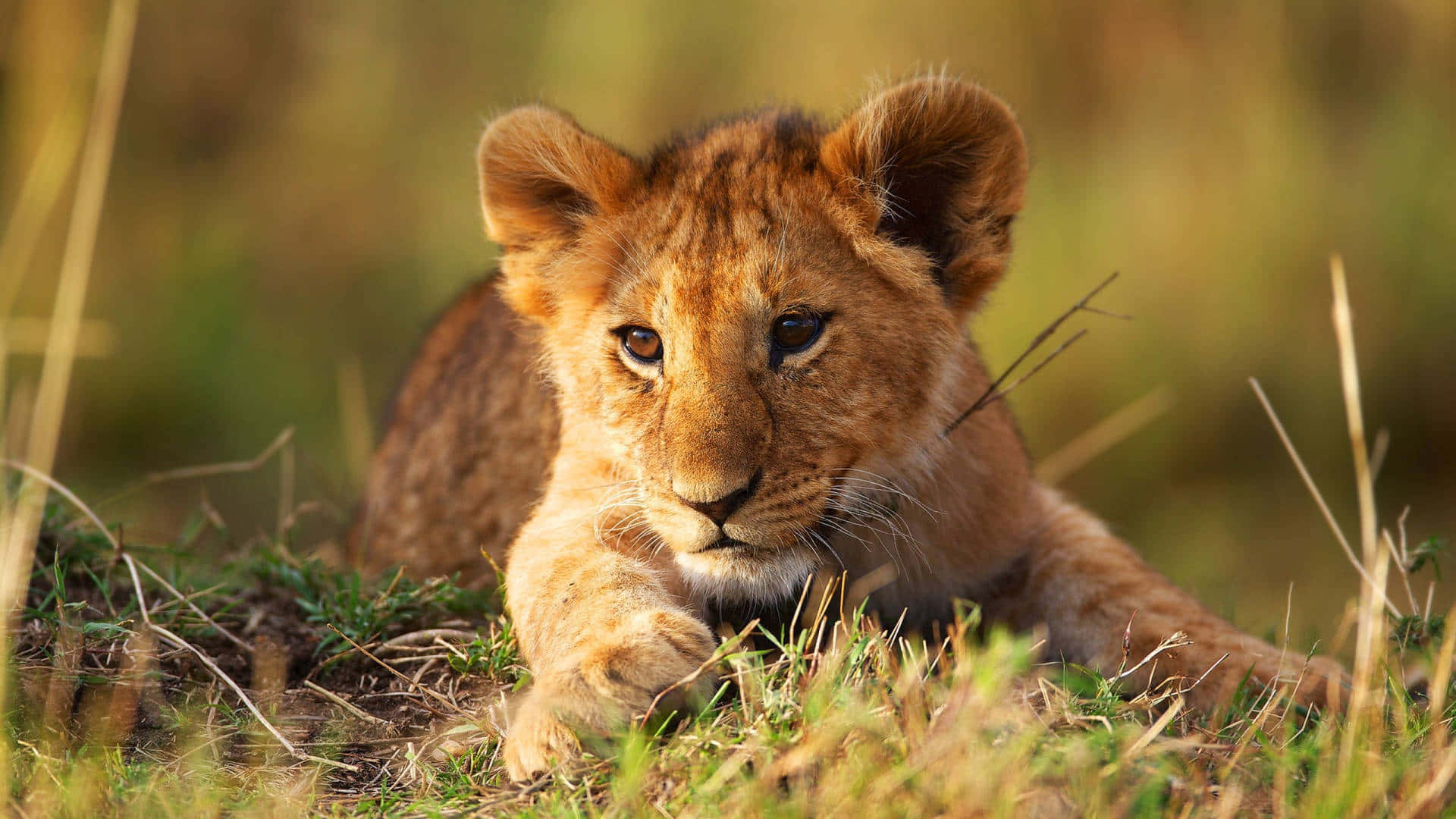 a lion cub is laying in the grass