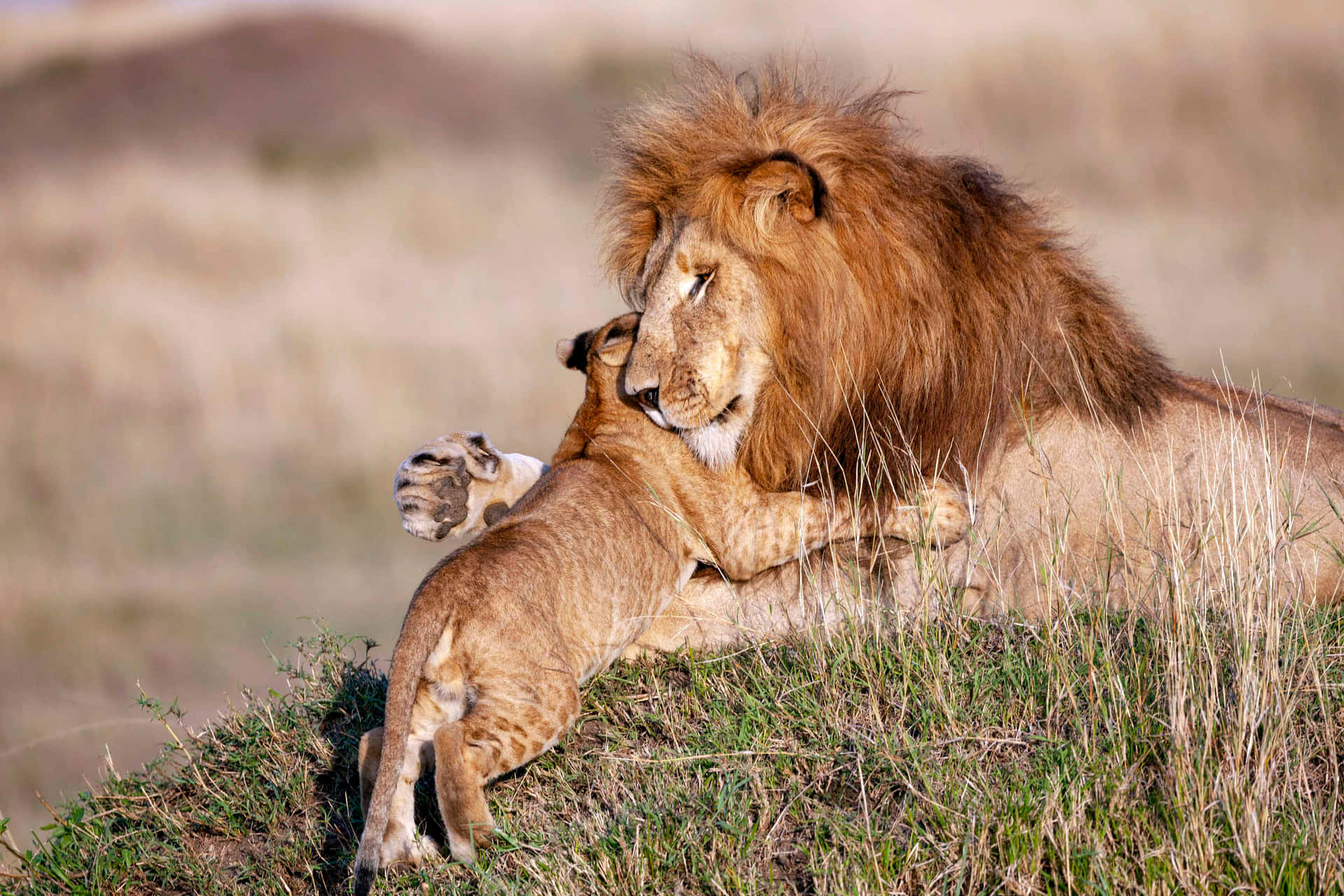 Enung Løveunge Leger På En Afrikansk Savanne.