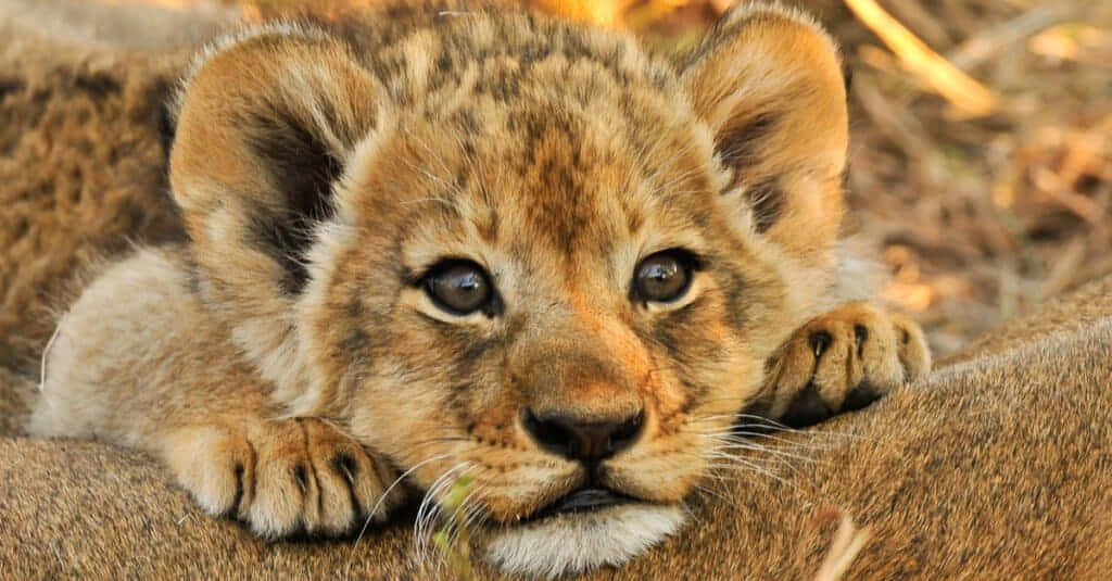 A Lion Cub lounging in the sunlight.