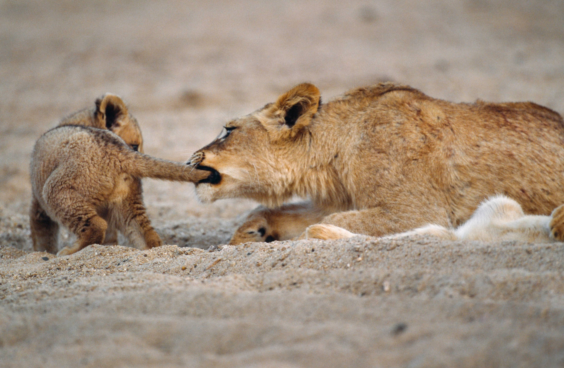 Lion Cub Playing With Lioness