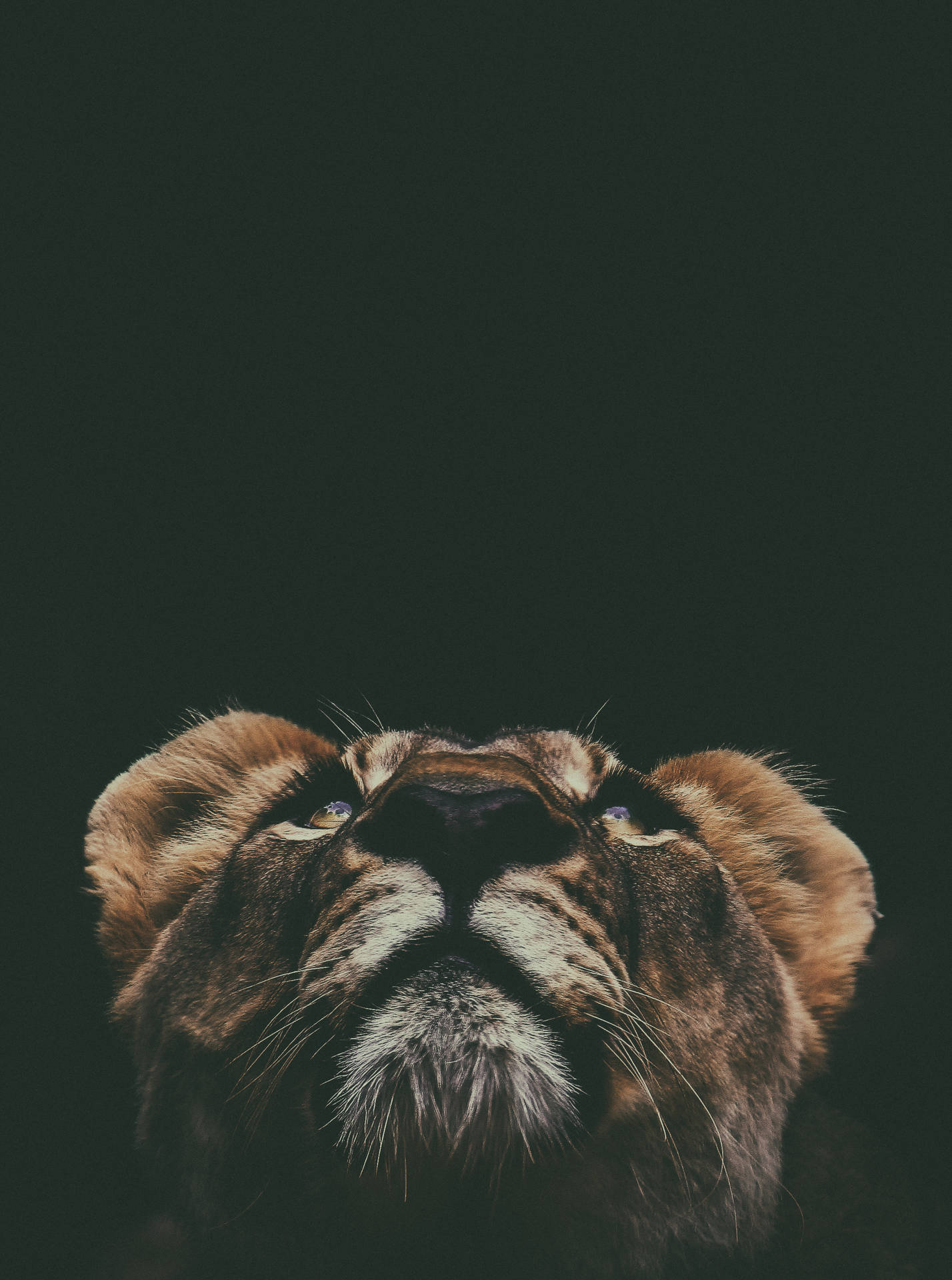 Lion Cub Portrait From Below Background