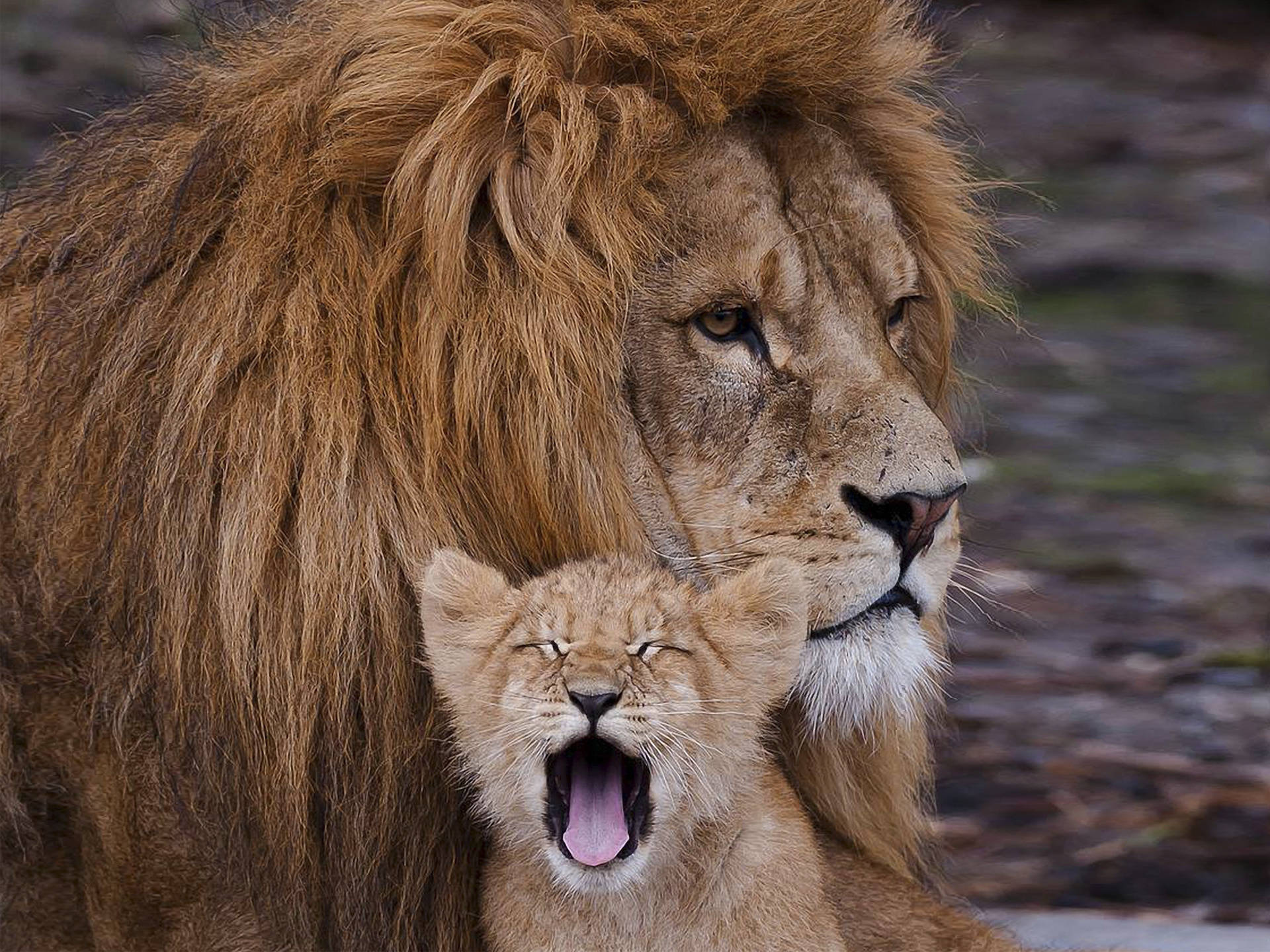 Regal and Ravenous - A Lion Cub Yawns Wallpaper
