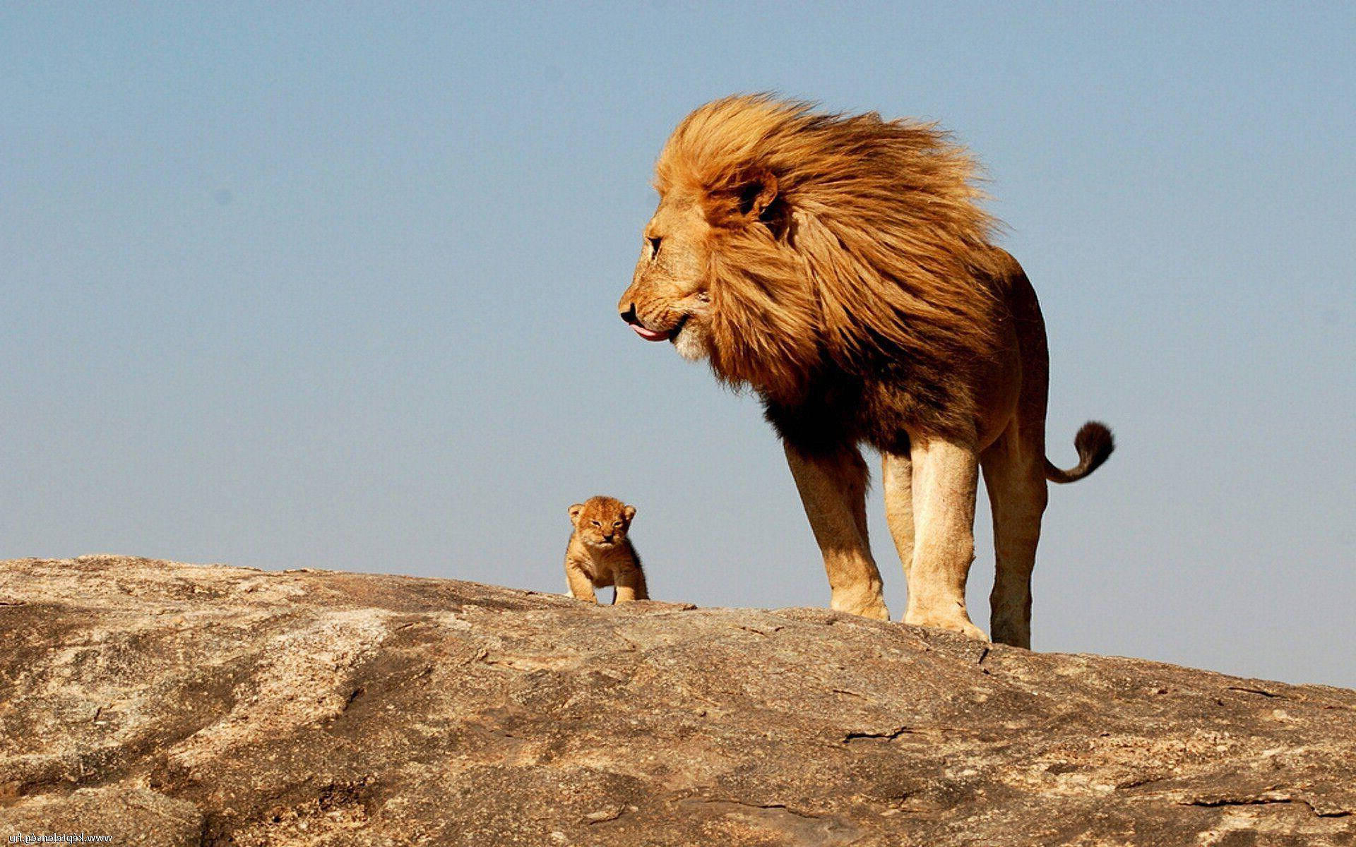 Lion Cub With Dad On Top