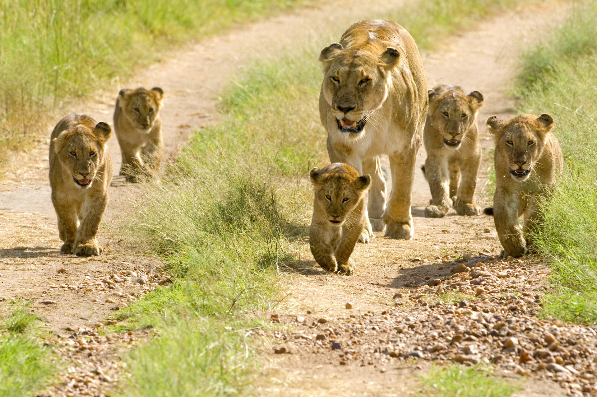 Lion Cubs In The Wild Wallpaper