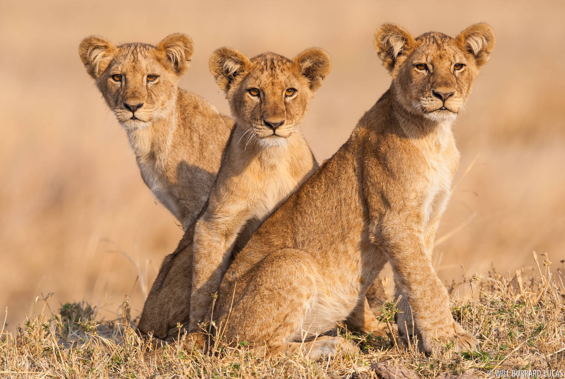 Lion Cubs On Sunny Field