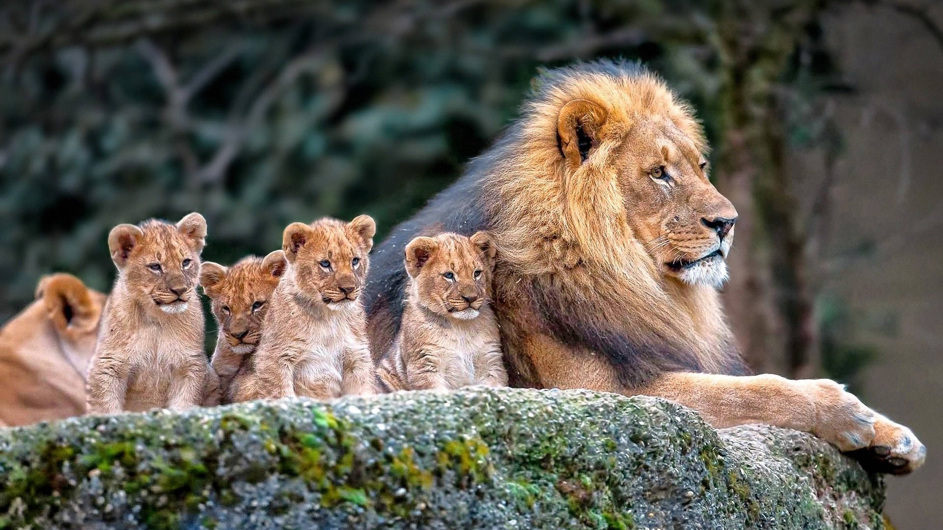 Lion Cubs With Pride Male