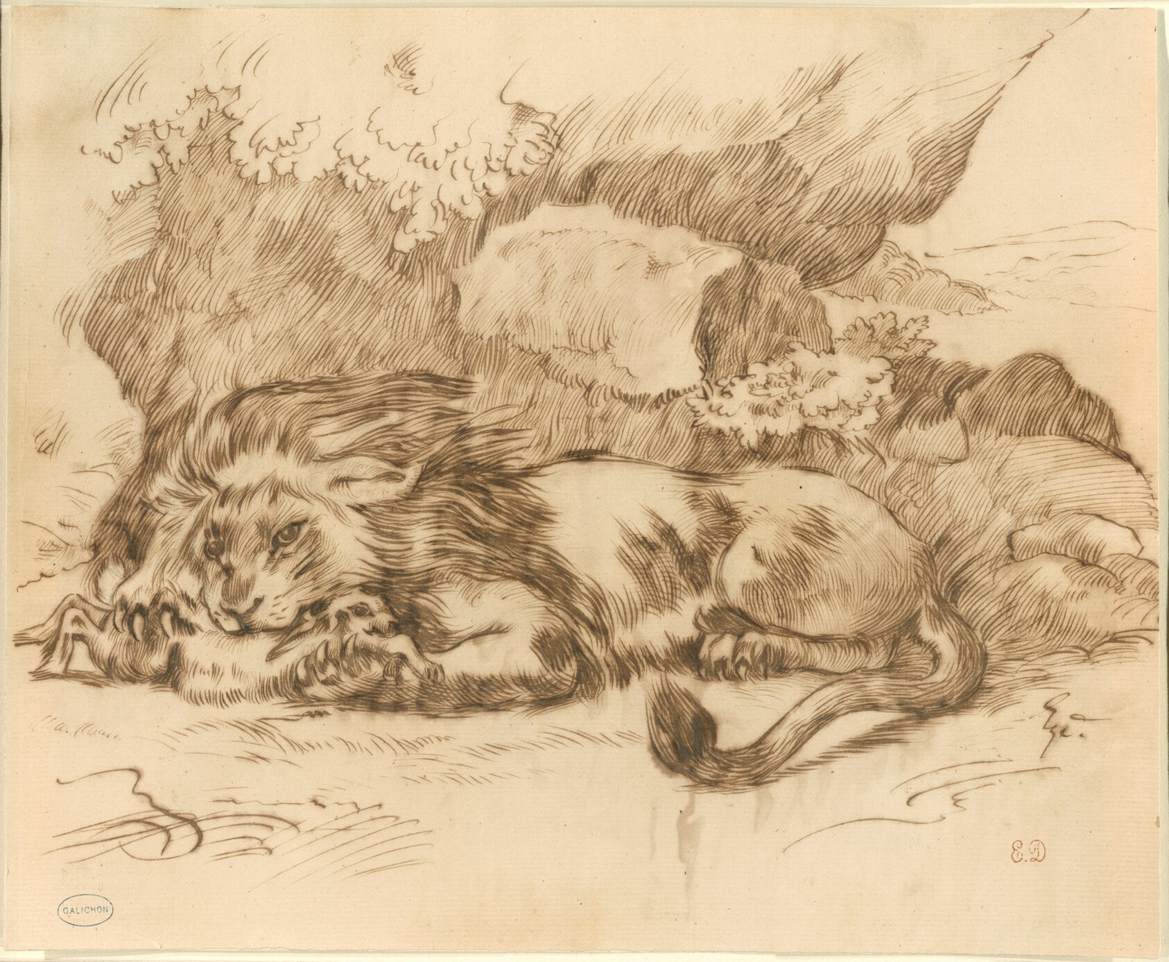 Lion Devouring a Rabbit Wallpaper