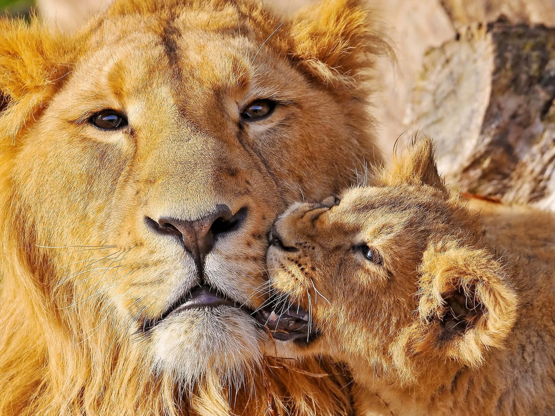 Lion Face And Cub Wallpaper