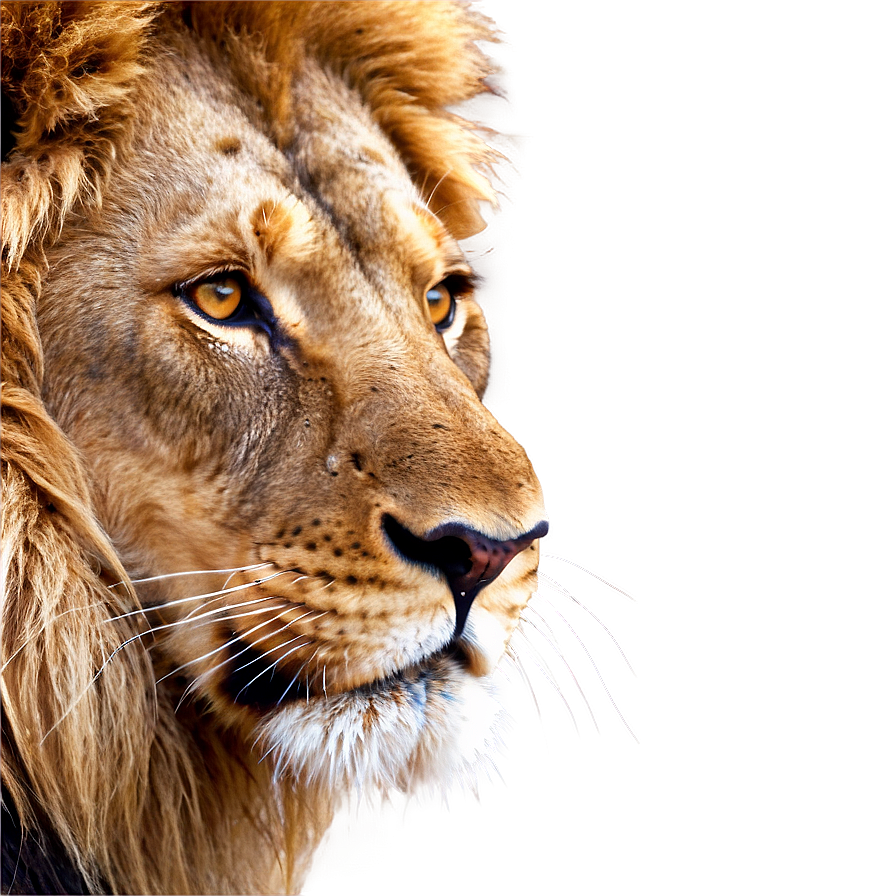 Lion Face Clipart Png Tuh PNG