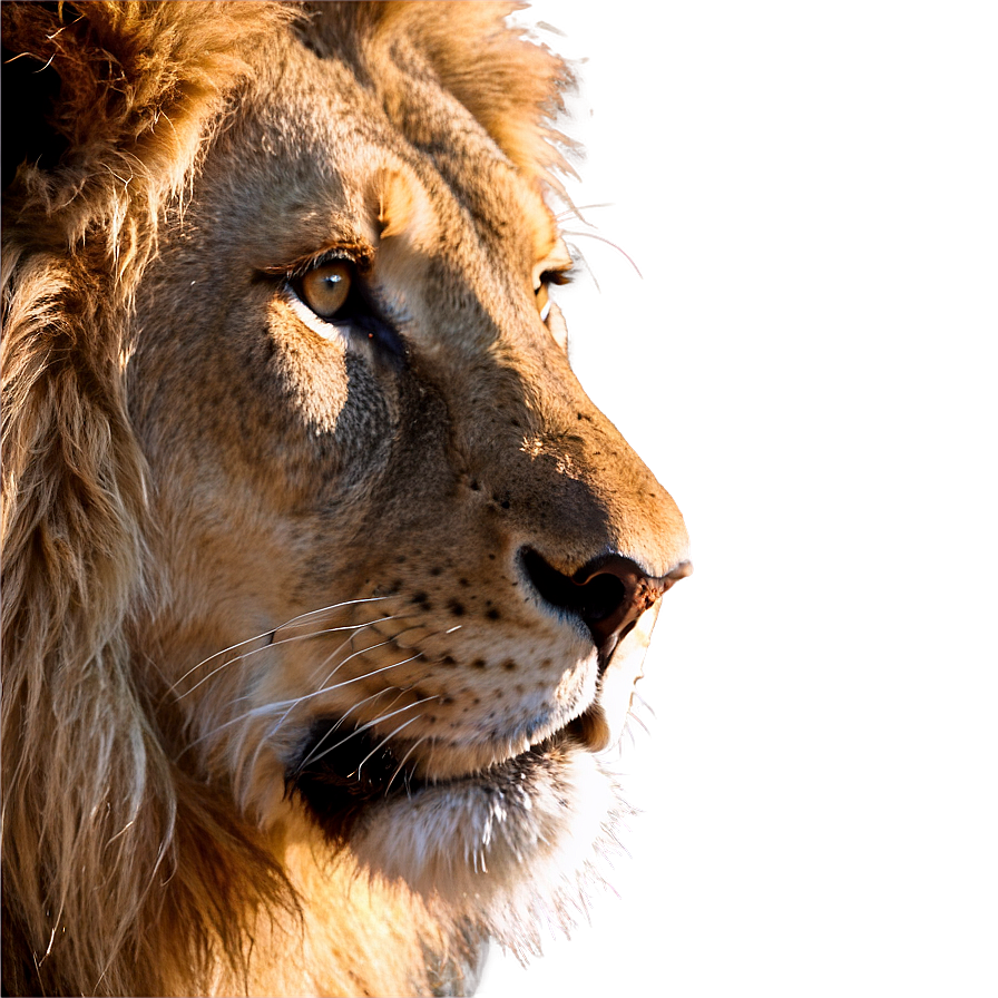 Lion Face Close-up Png Jvf25 PNG