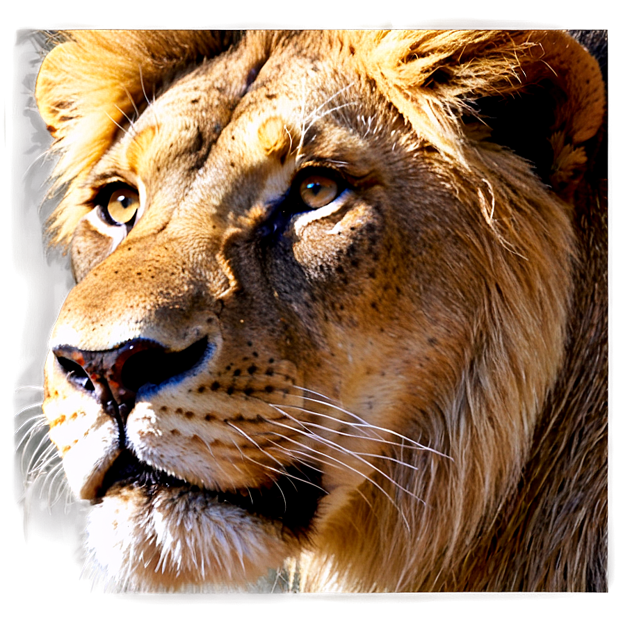 Lion Face In Shadows Png 34 PNG