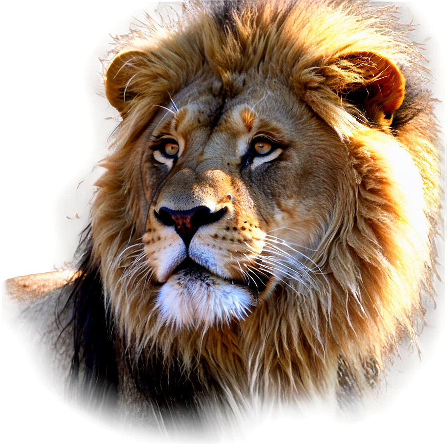 Lion Face In Sunlight Png Jgv69 PNG