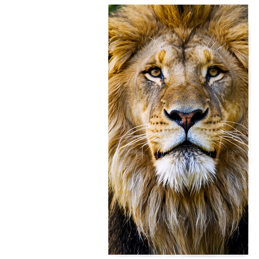 Lion Face In The Wild Png 18 PNG