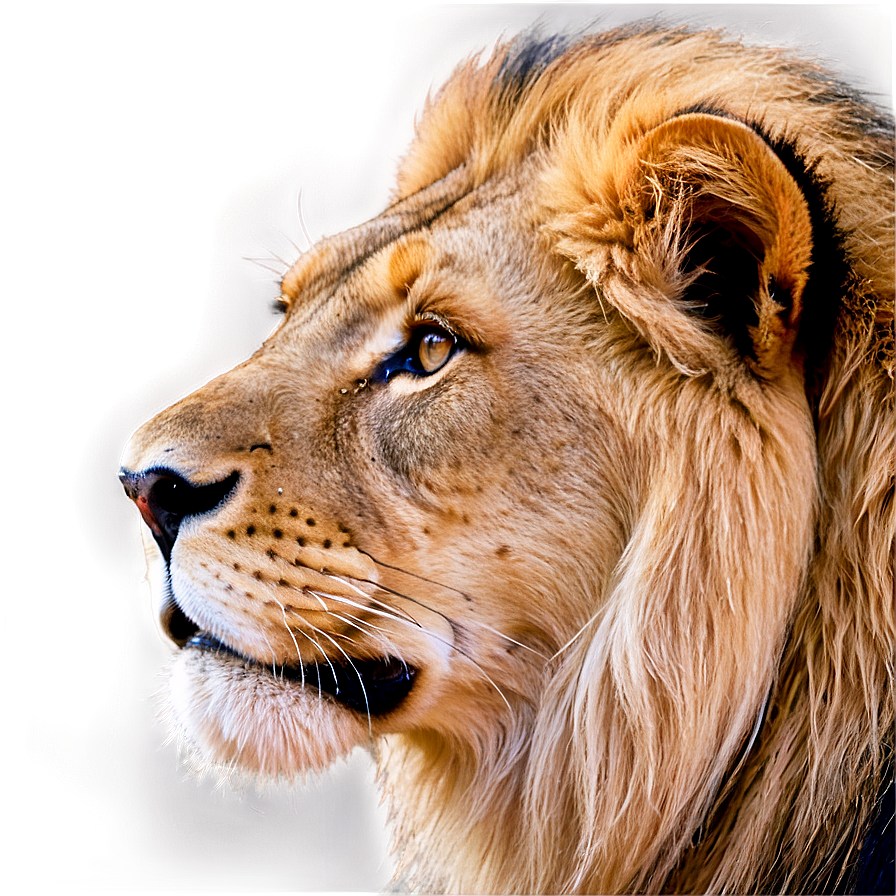 Lion Face In The Wild Png 21 PNG