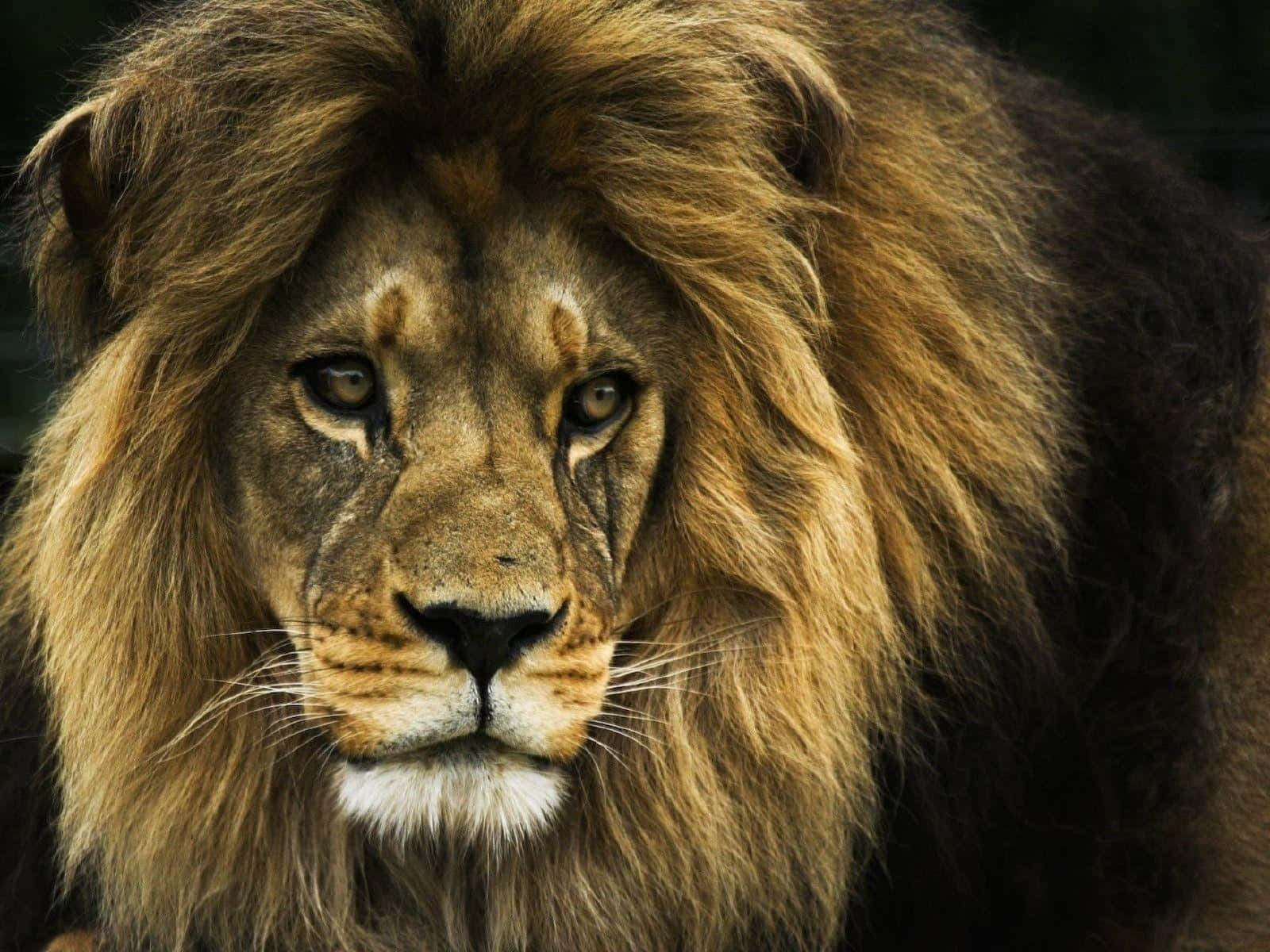 Close Up of a Majestic Lion Face