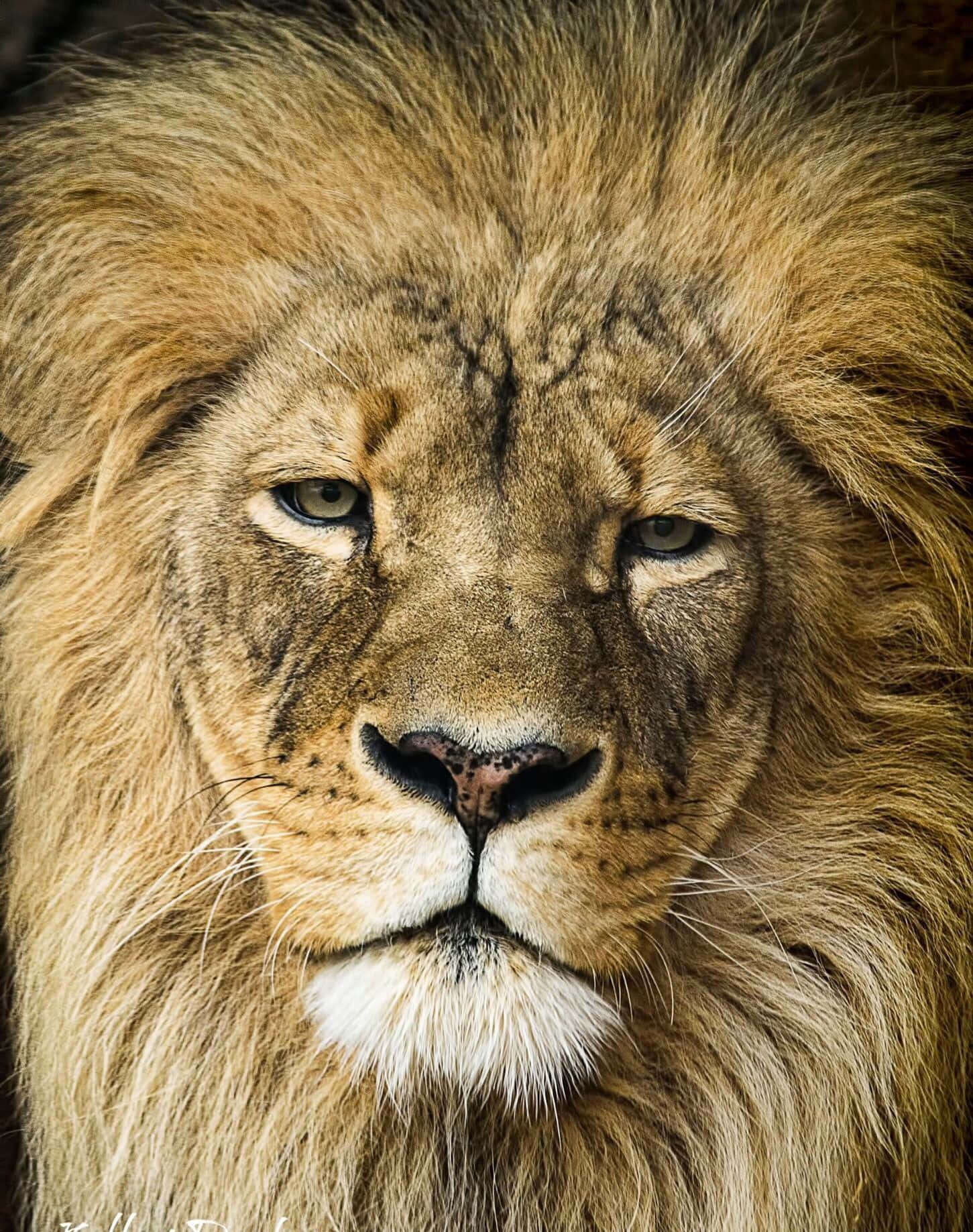 A Lion Faces Its Majestic Majesty