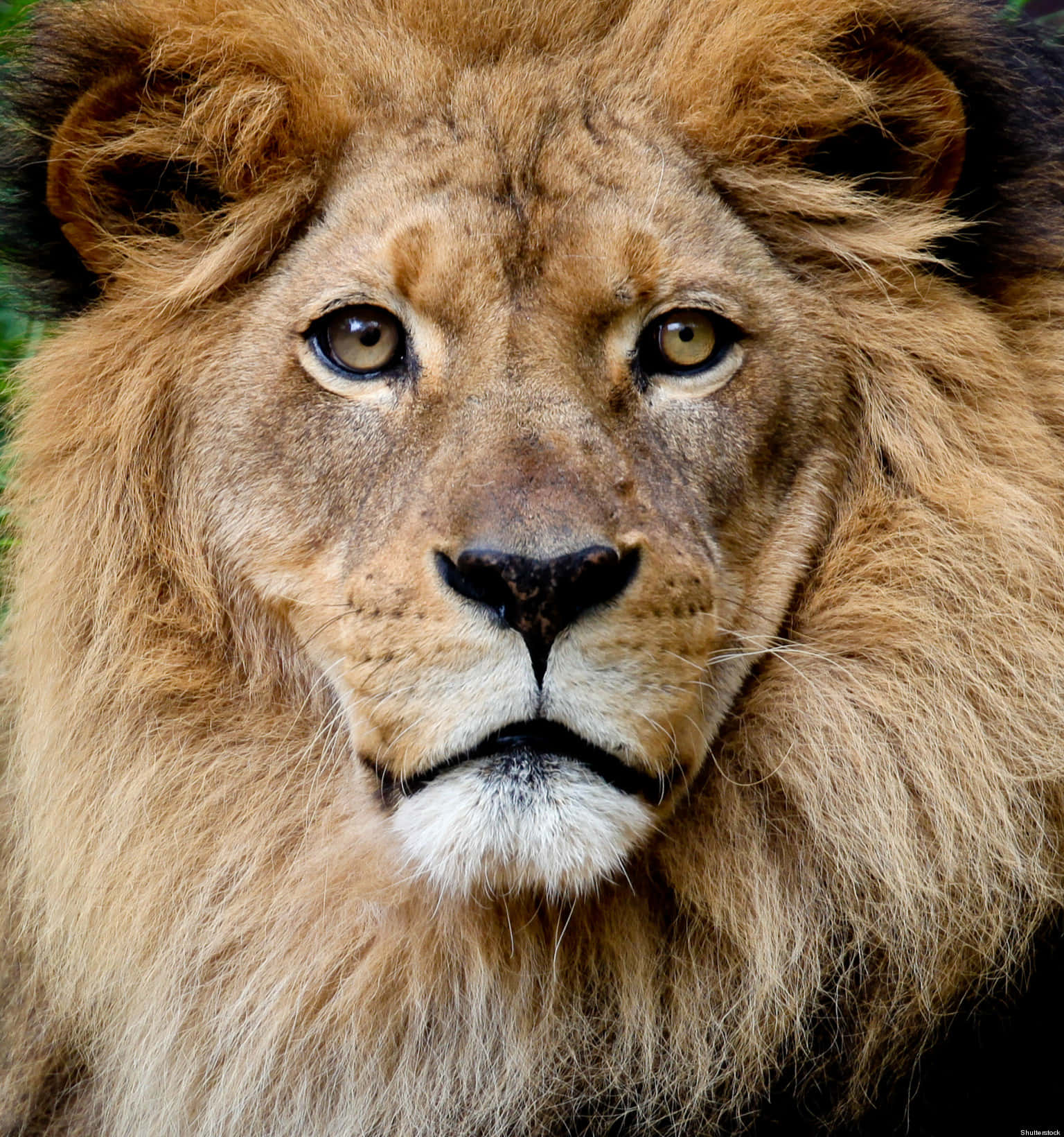 An intimidating look of a fierce Lion's Face