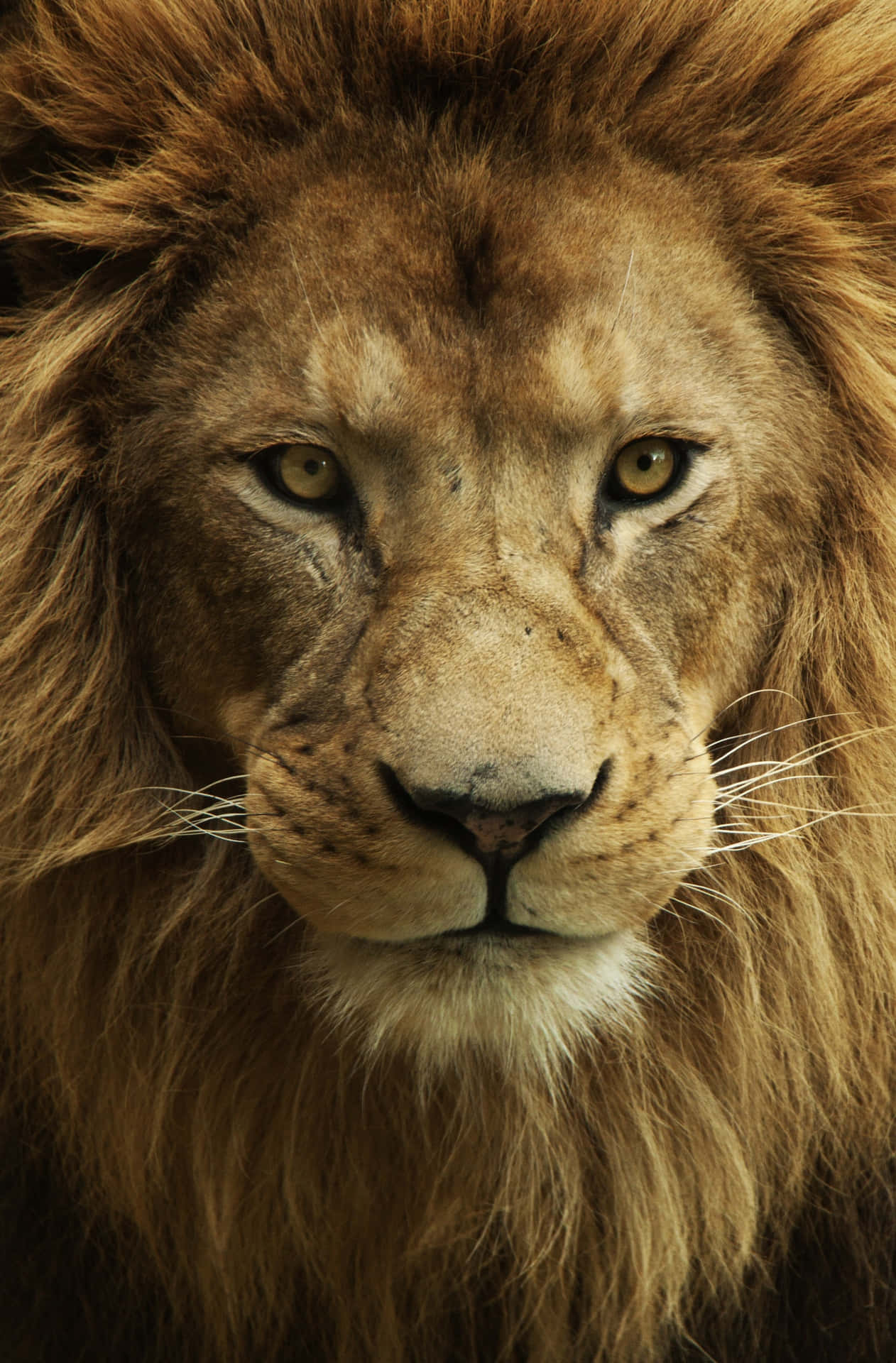 The Majesty of a Lion's Face