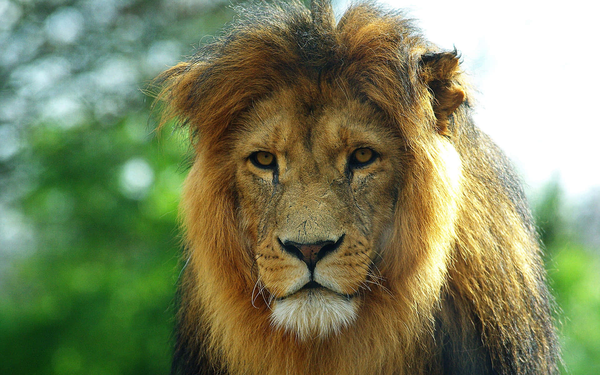 Majestic lion face ready to roar