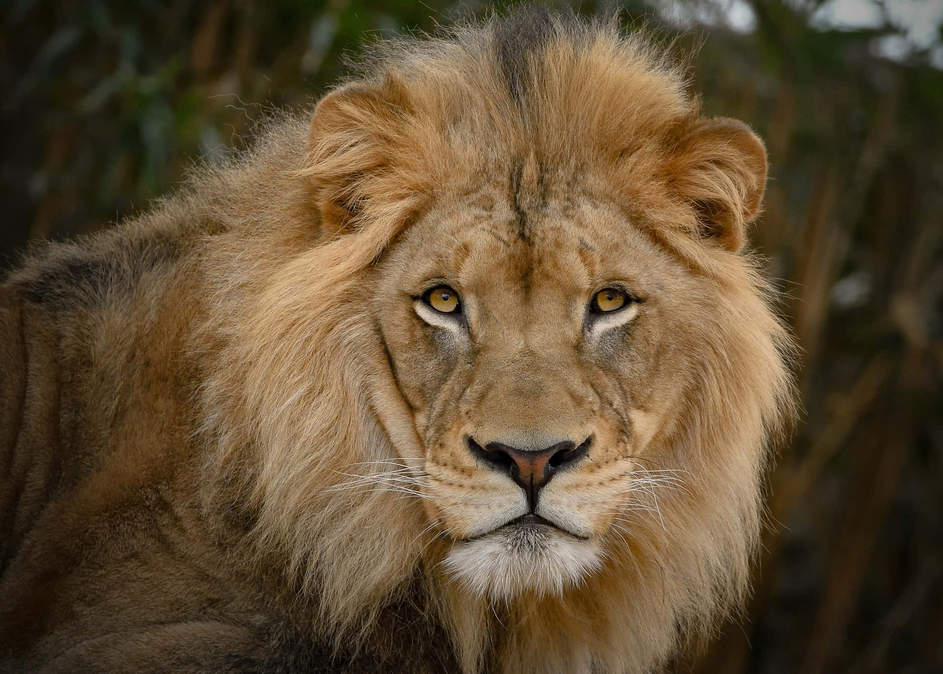 The Majestic Face of a Lion