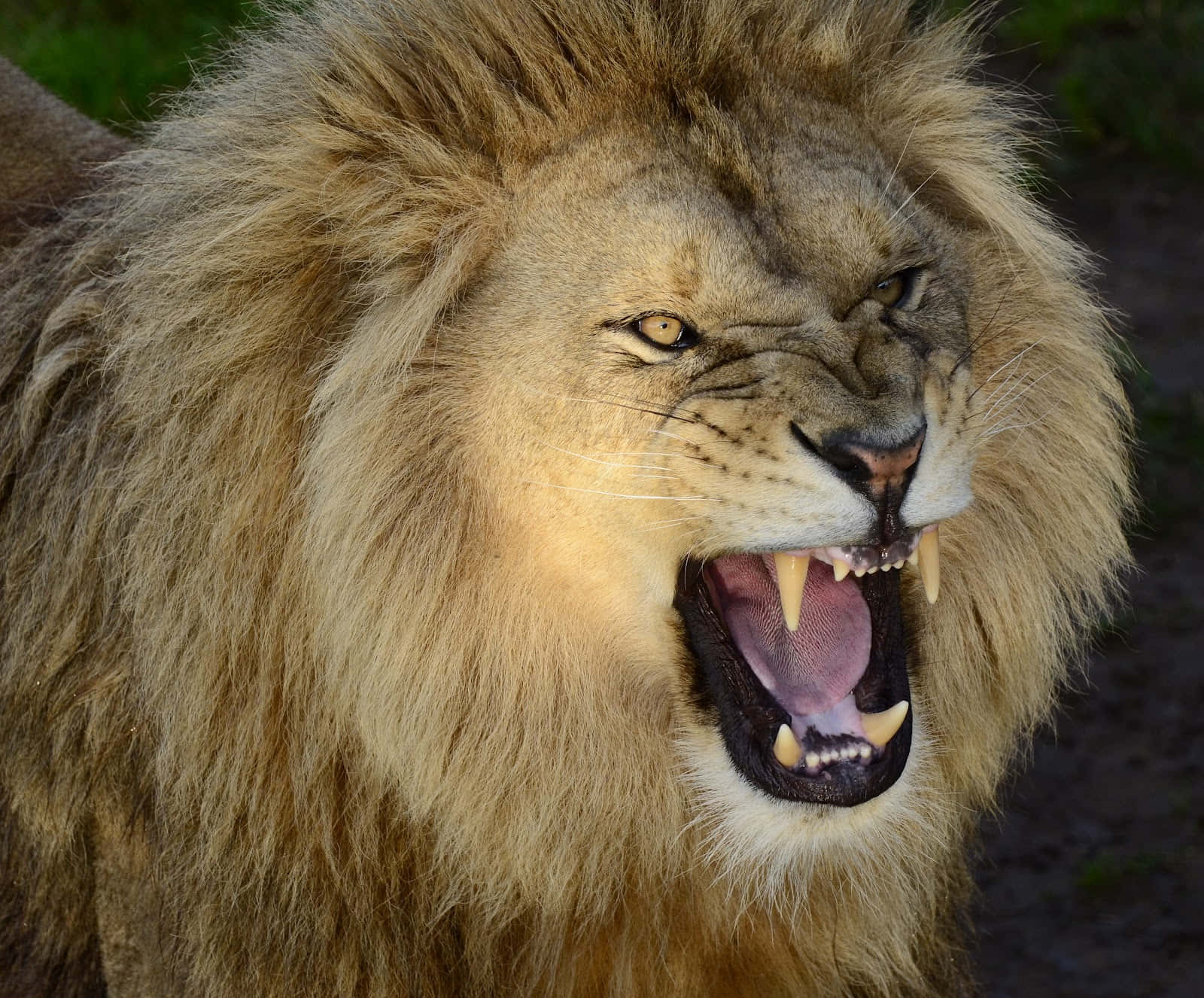 Close Up of an Impressive Lion Face