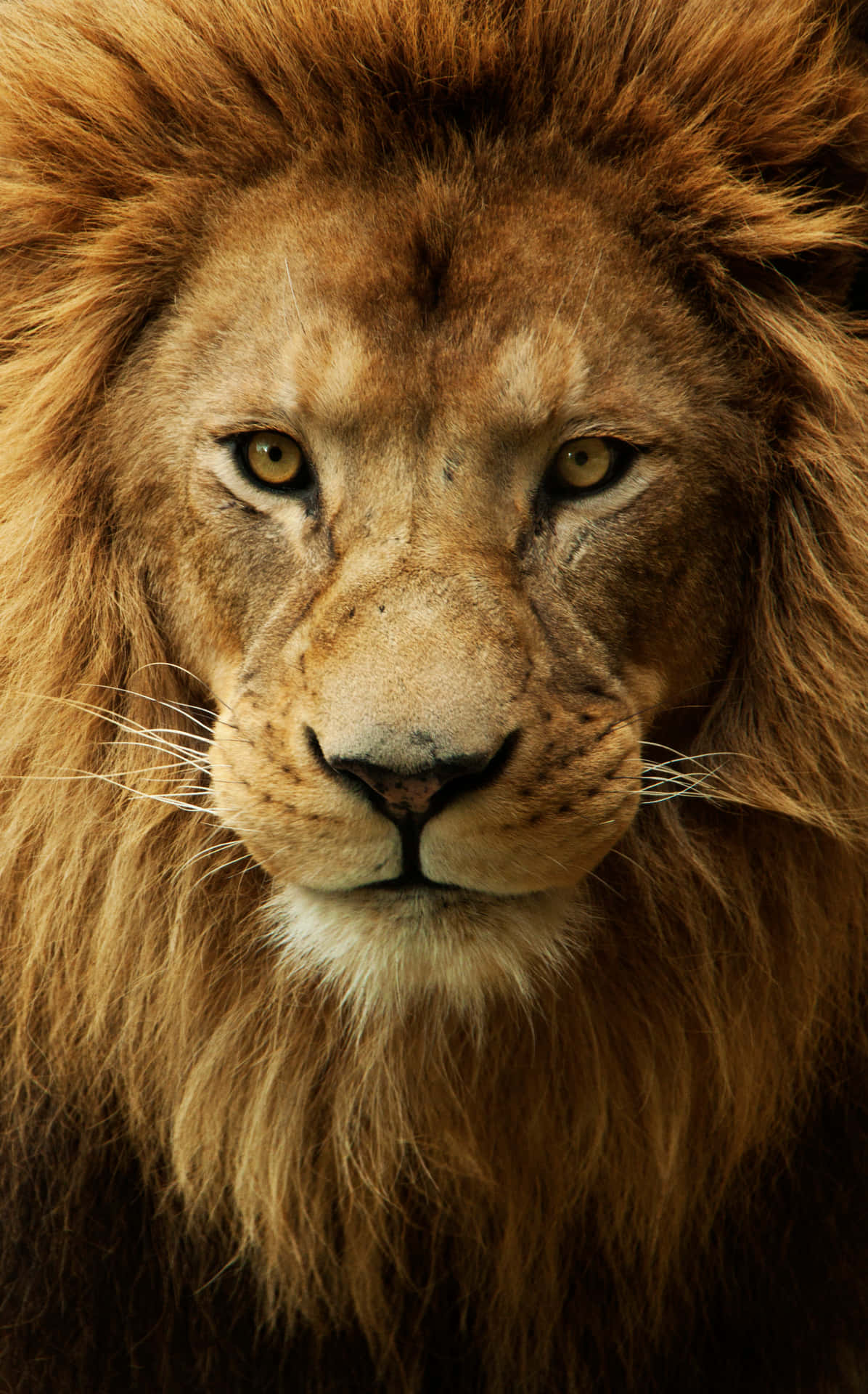 The Beauty of a Lion Face