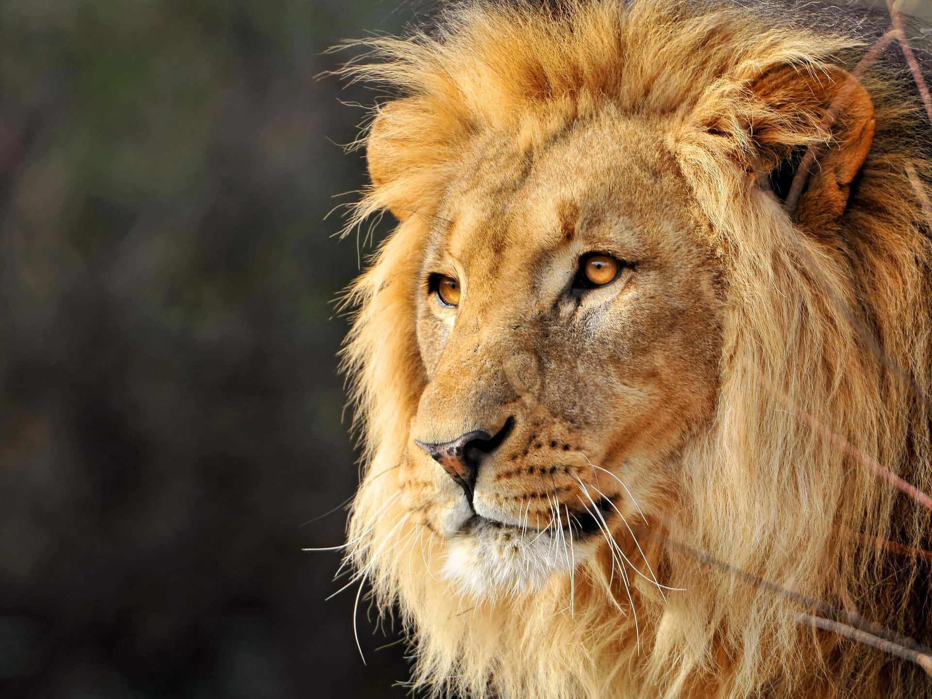 Powerful lion face against a black backdrop.