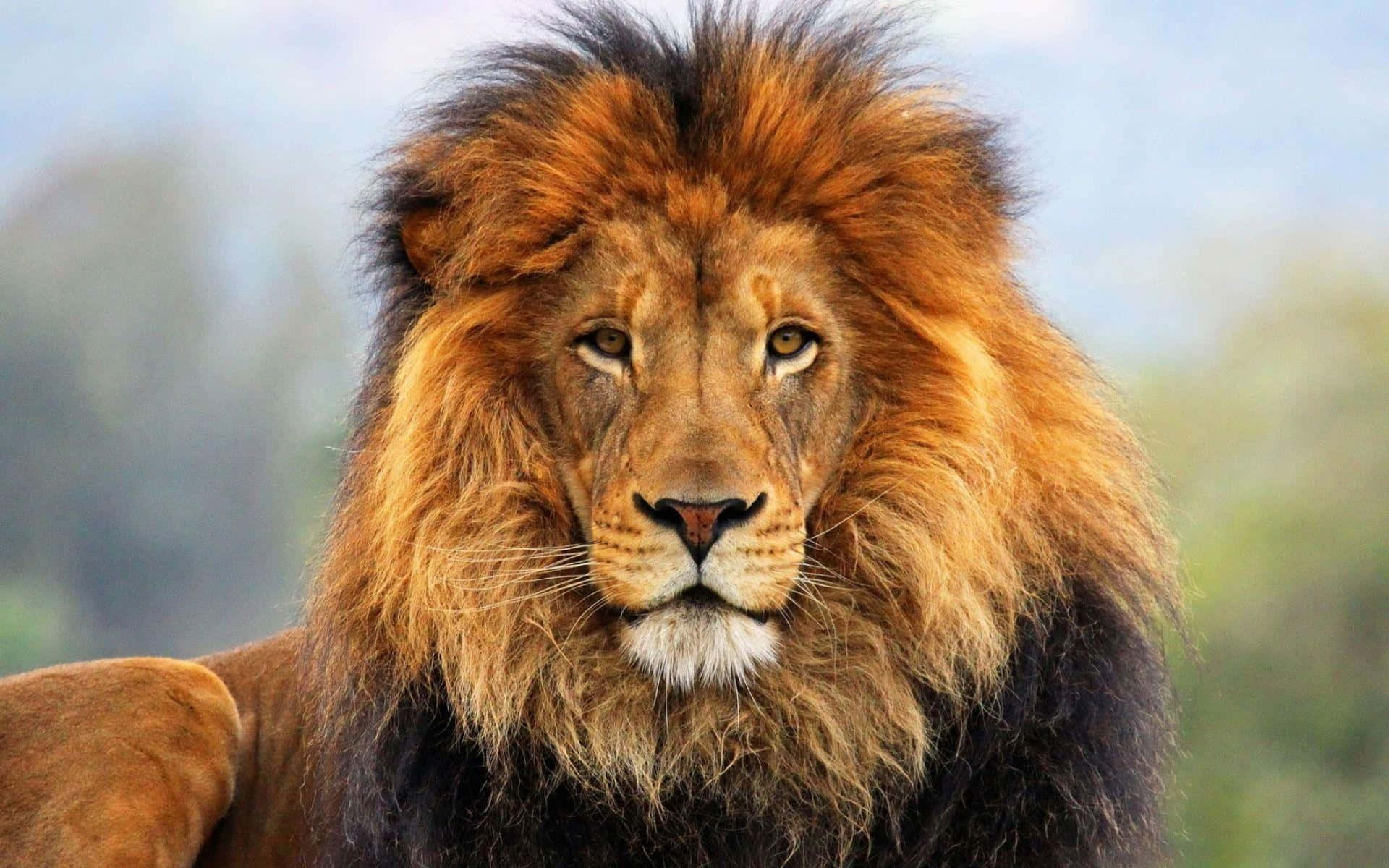 The Majestic Lion - King of the Savannah