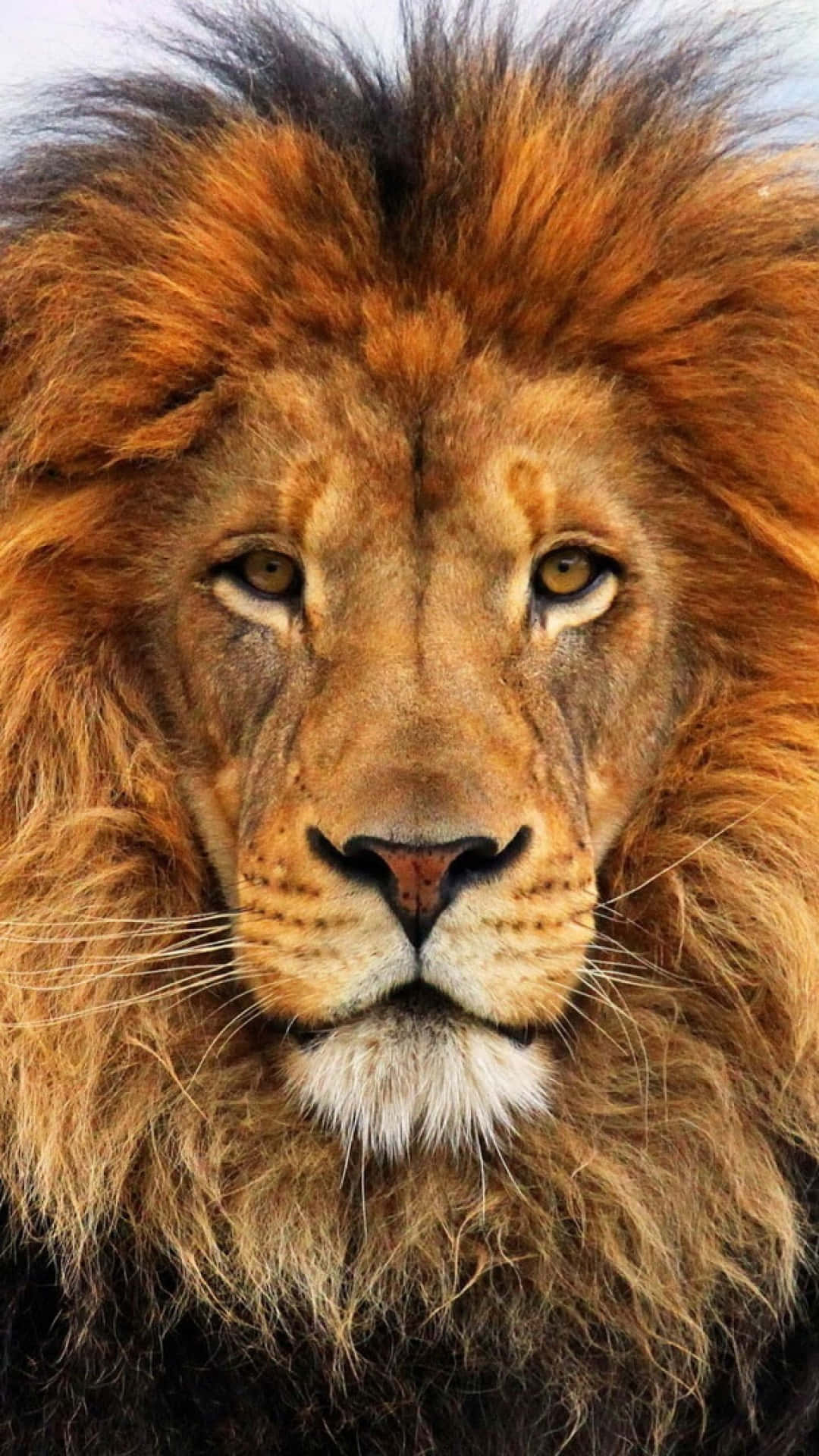 An Evocative Lion Face Portrait