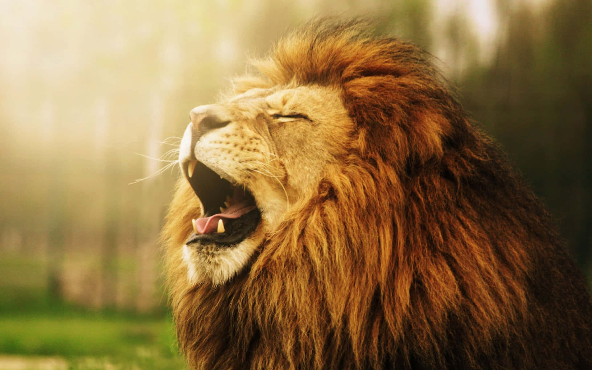 40,721 Lion Pose Stock Photos, High-Res Pictures, and Images - Getty Images