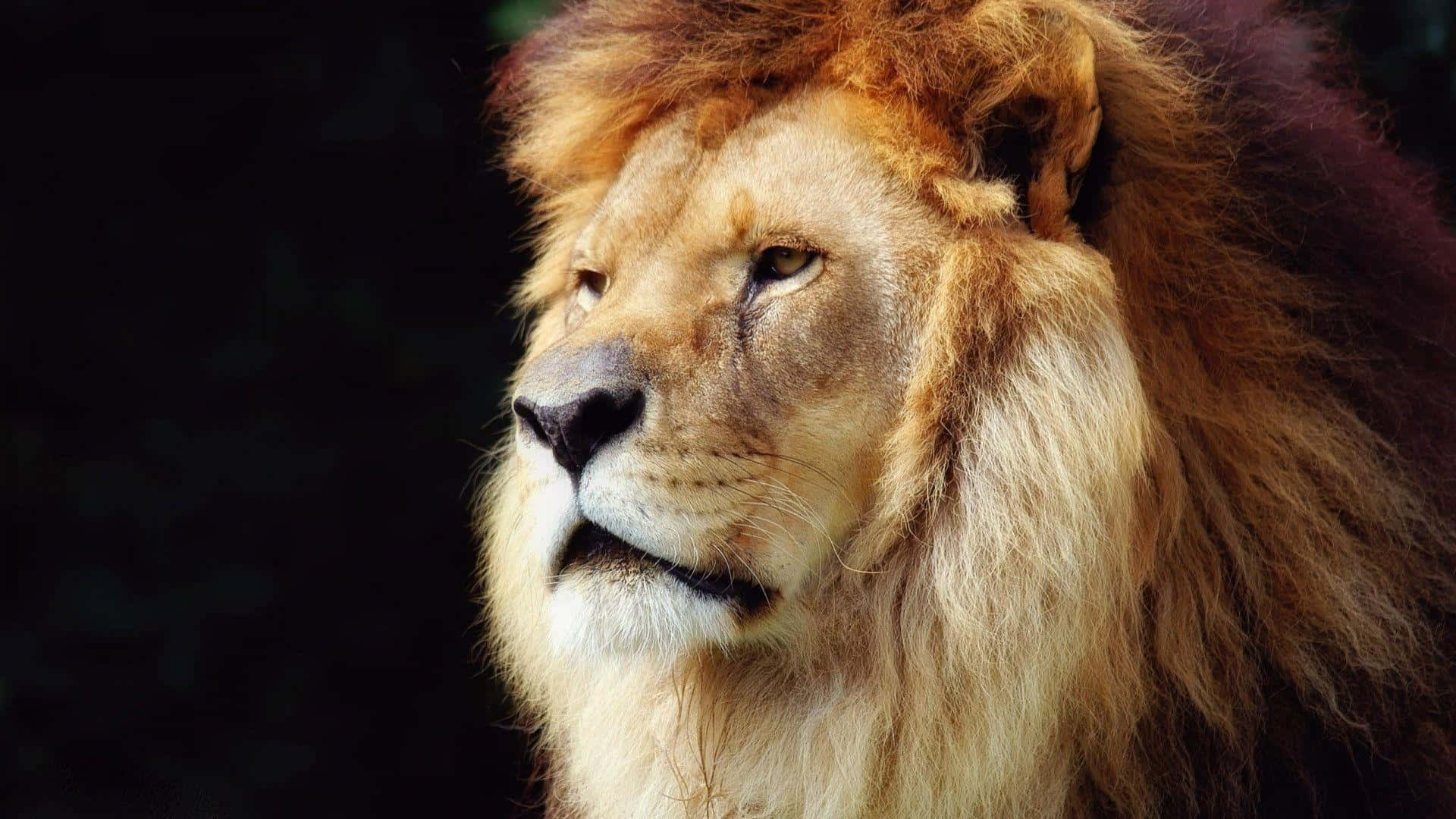 Imponerandevild Och Kraftfull Är Lejonansiktet Ett Ikoniskt Symbol För Mod, Styrka Och Ädla Egenskaper.