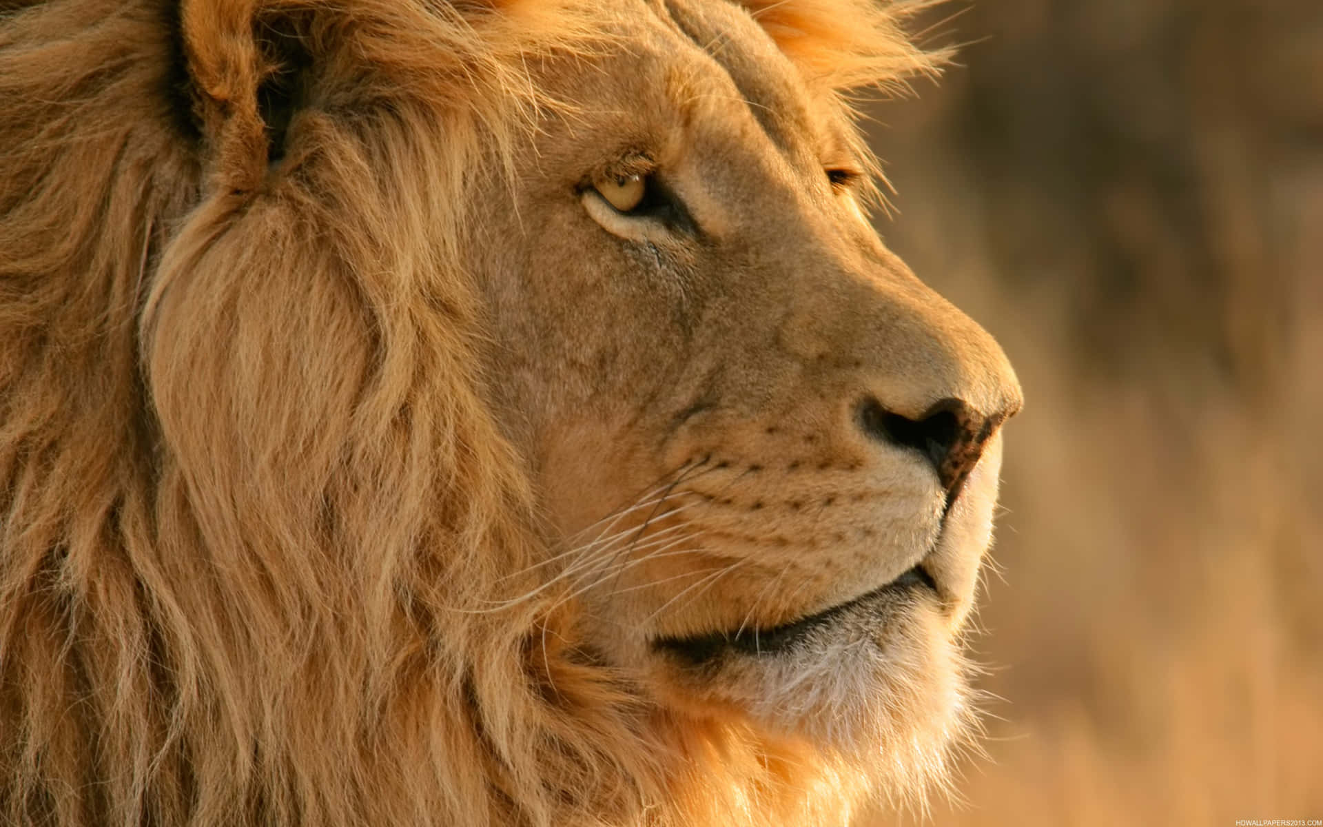 Majestic Lion Face